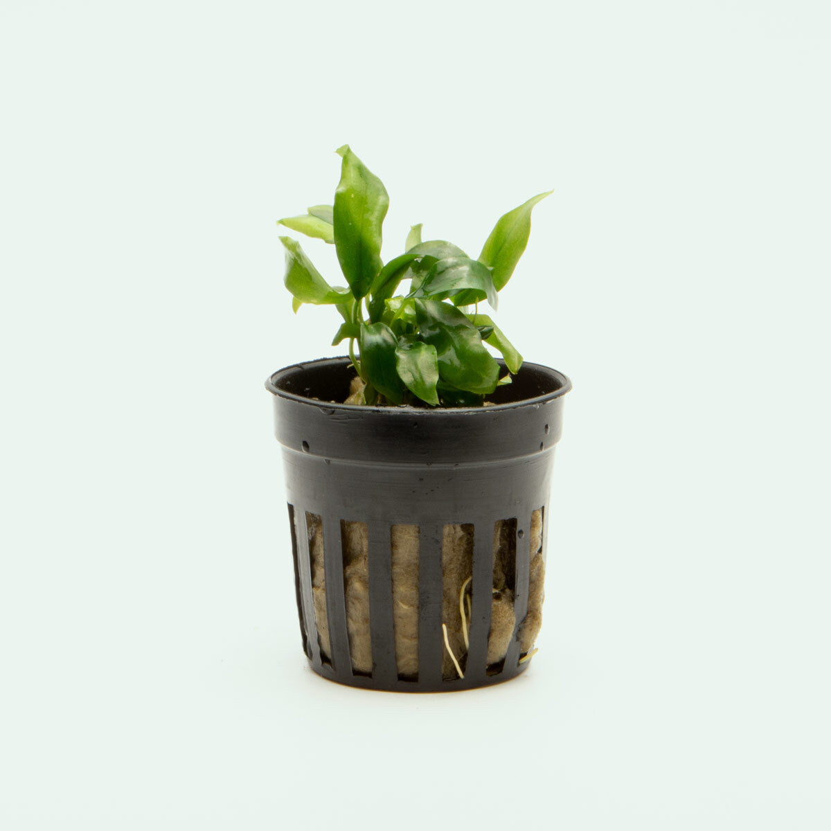 Anubias Minima Mini Aquatic Plant for Aquariums - Live Freshwater Plant for Fish Tanks, Low Light & Easy Care - Perfect for Nano Tanks, Aquascaping & Shrimp Habitats