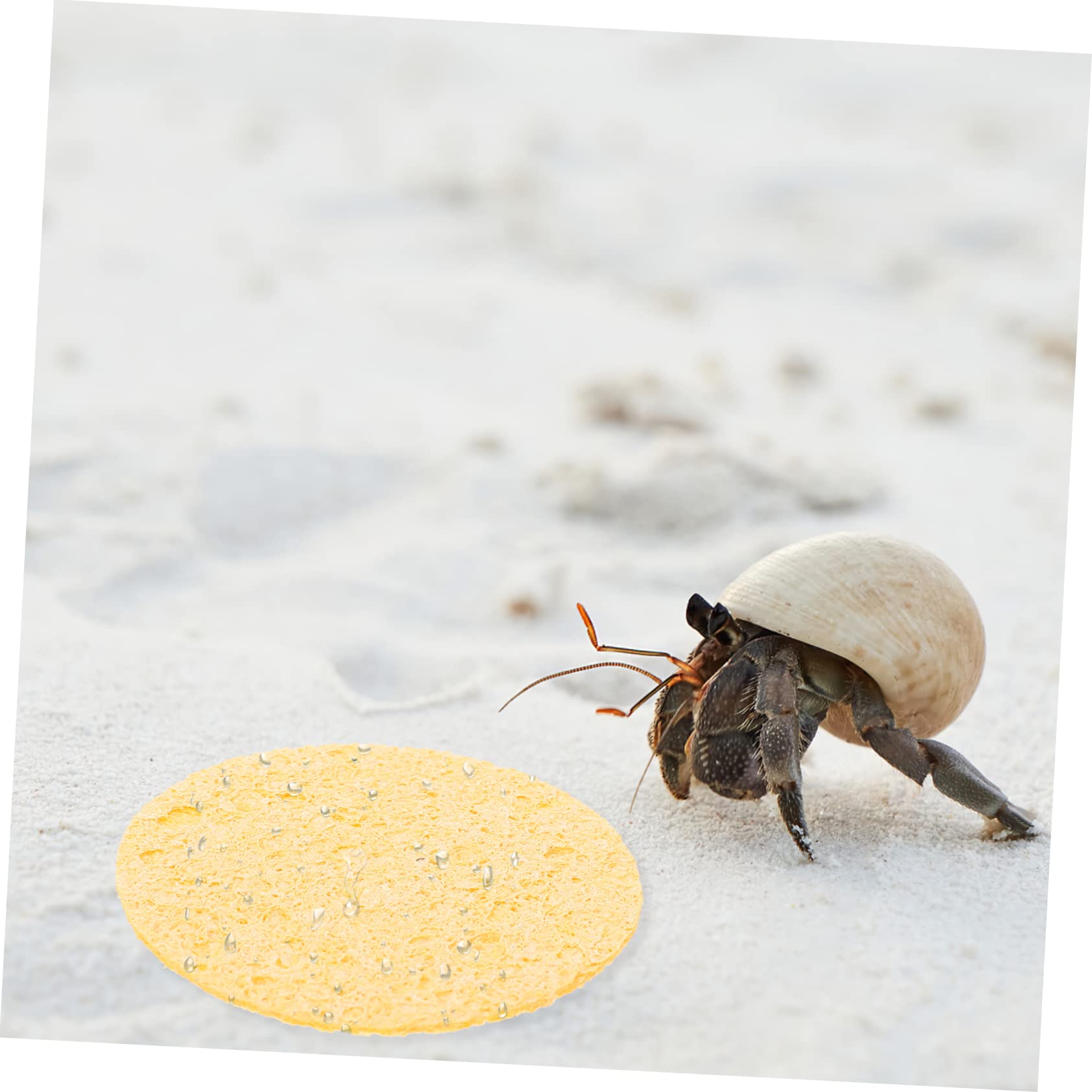 Premium Hermit Crab Cleaning & Drinking Sponges - 12 Pack Natural Safe Sponge Set for Pet Crab Habitat - Ideal for Terrarium, Cage & Tank Maintenance