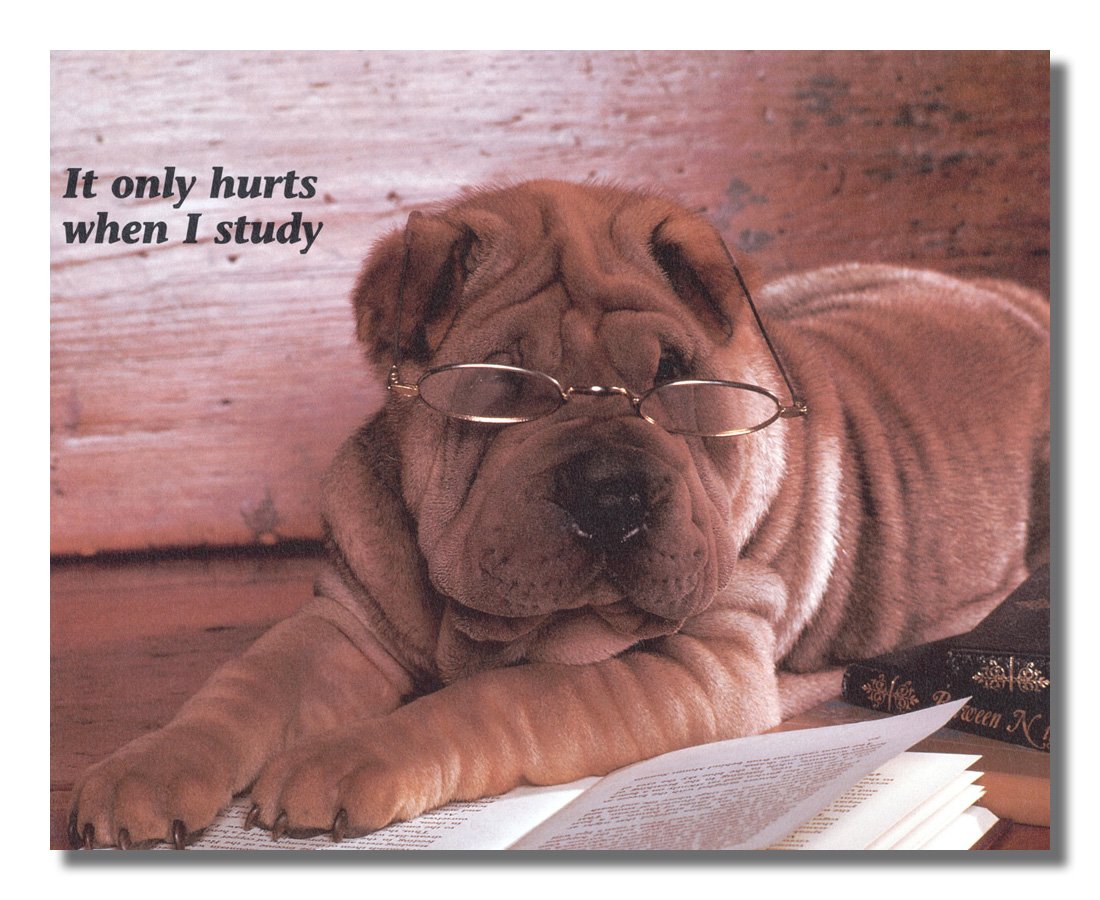 Shar Pei Puppy Dog with Glasses Reading Book - Framed Wall Art Print for Home & Office Decor - Perfect Gift for Dog Lovers & Book Enthusiasts