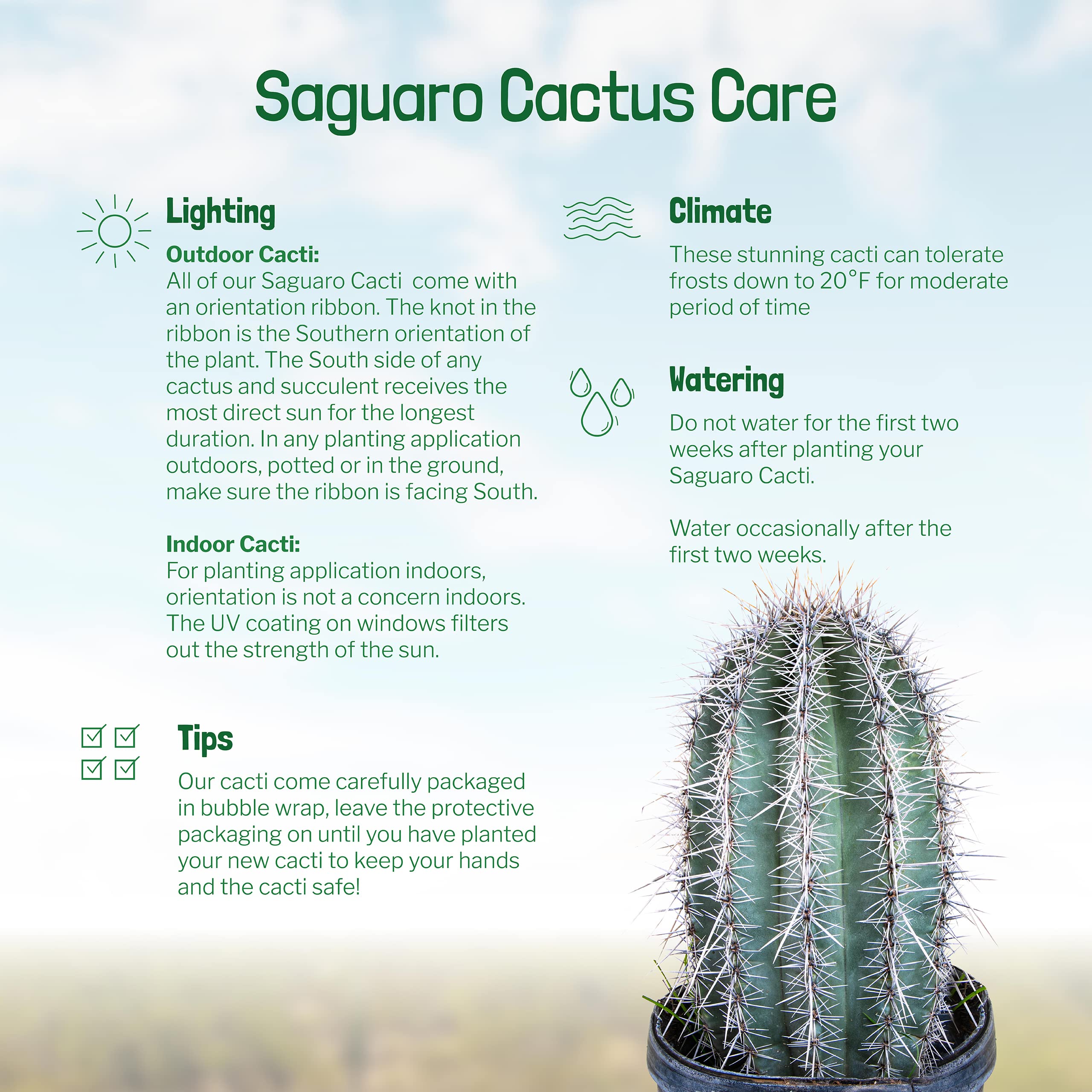 Live Saguaro Cactus Plant - 3 Feet Tall Large Outdoor Cactus for Desert Landscaping & Xeriscape Gardens | Drought-Tolerant Succulent for Home Decor, Office, or Patio