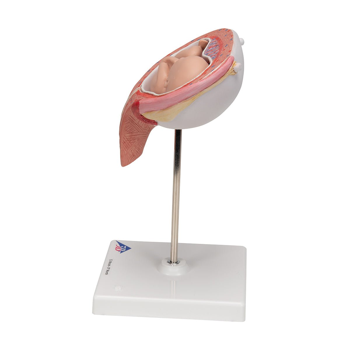 5-Month Fetus in Dorsal Position - Detailed Fetal Development Model for Medical Education & Pregnancy Awareness