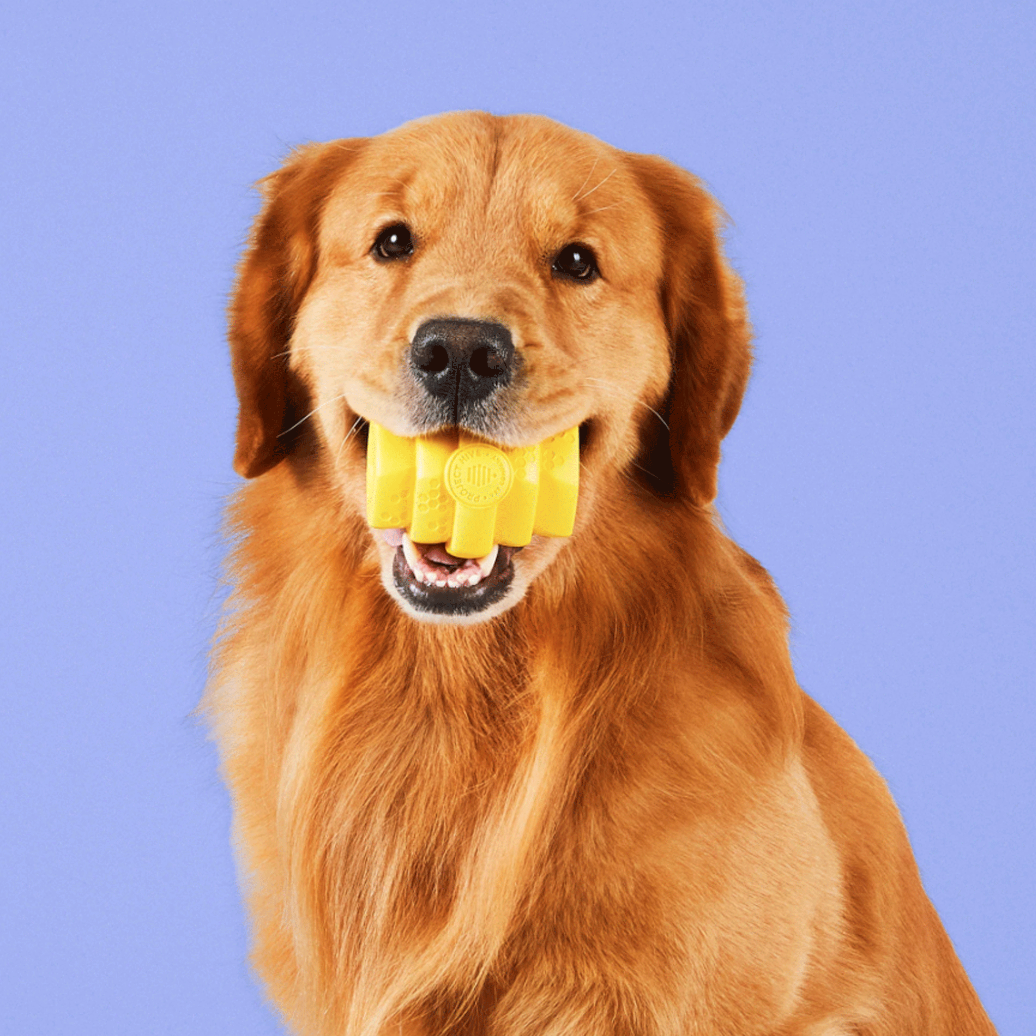 Project Hive Bee Hive Chew Toy for Dogs - Durable Pet Teething Toy for Puppies & Small Dogs - Interactive Treat Dispenser for Boredom Relief & Dental Health - Perfect for Indoor & Outdoor Play