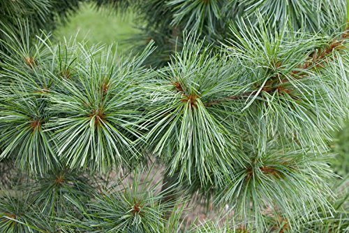 Premium Korean Pine Tree (Pinus koraiensis) - 2 Year Old Live Plant for Pine Nut Production | Perfect for Home Gardens, Landscaping & Sustainable Farming