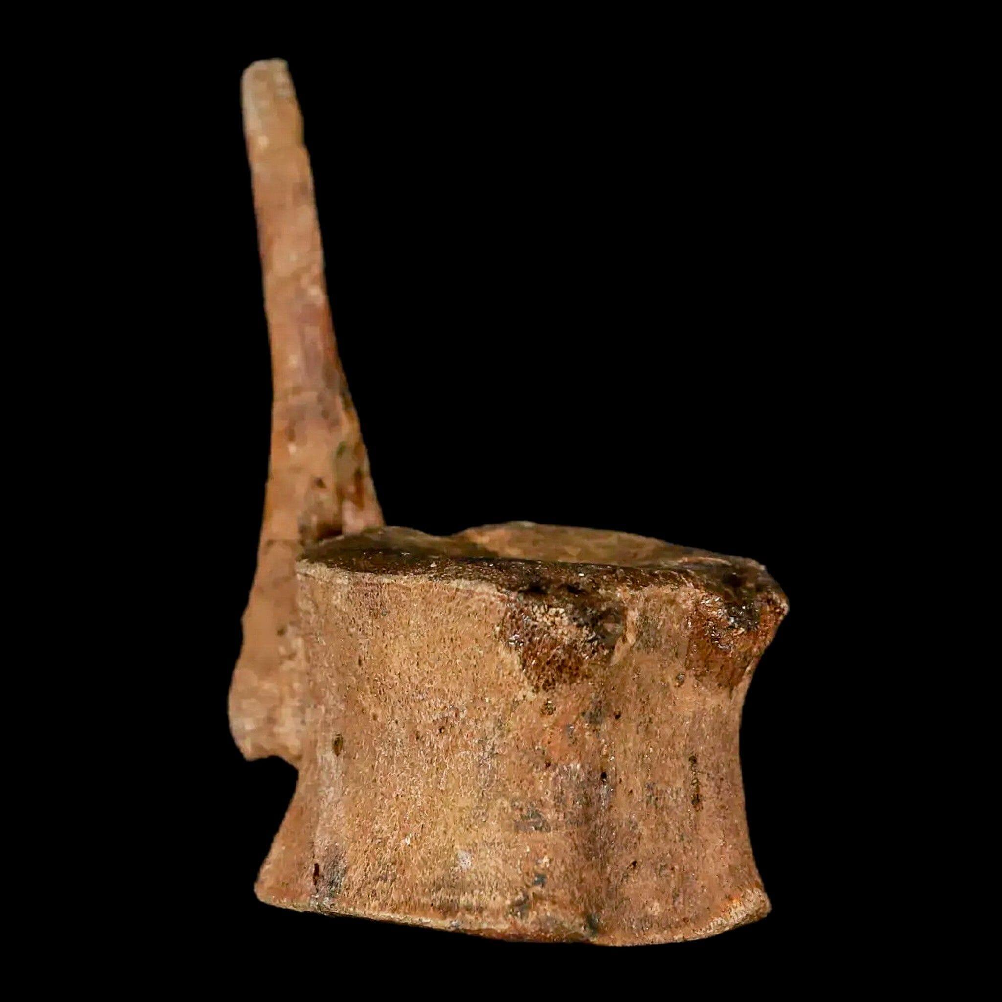 Authentic Brachylophosaurus Dinosaur Tail Vertebrae Fossil - Cretaceous Period Judith River Formation with COA - Perfect for Paleontology Collectors & Educational Displays