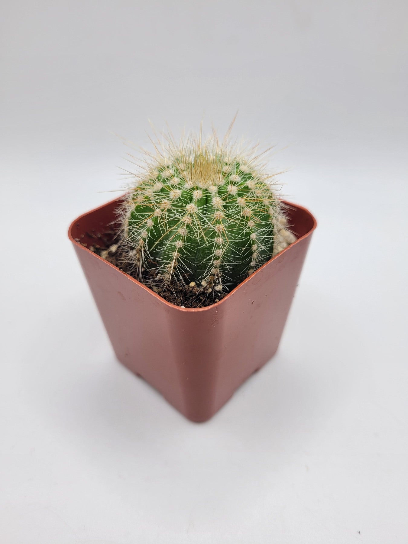 12C Balloon Cactus - Unique Live Succulent Plant for Home & Office Decor, Gift Idea for Plant Lovers - Perfect for Windowsills, Desks, and Indoor Gardens