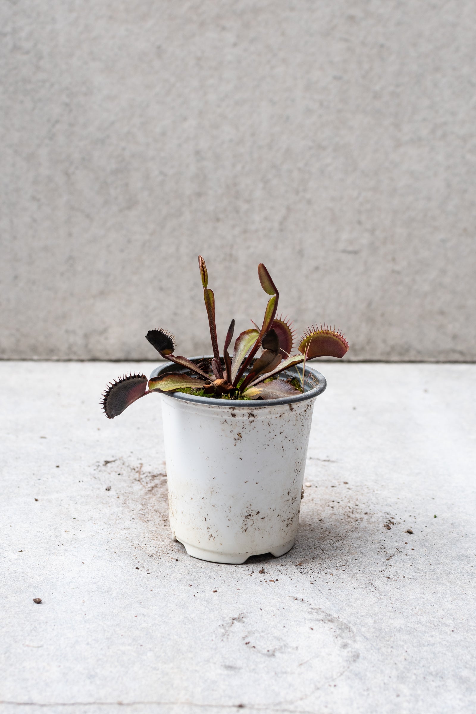 Venus Flytrap (Dionaea Muscipula) - 4 Inch Carnivorous Plant for Natural Pest Control | Perfect for Windowsills, Terrariums & Indoor Gardens