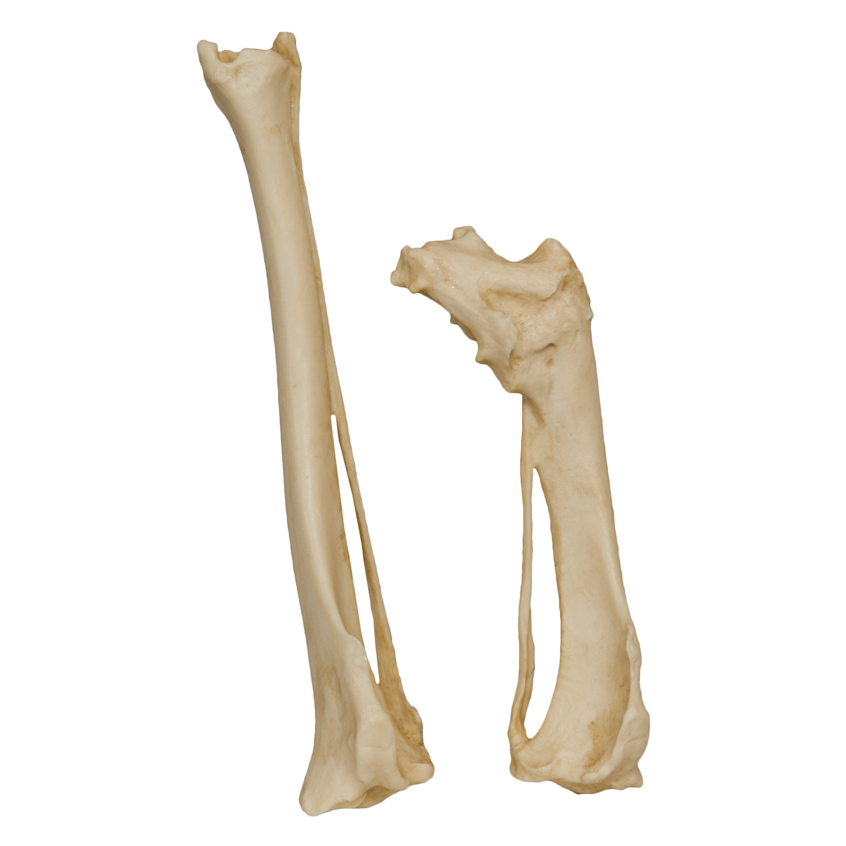 Authentic Animal Pathology Bone Replica Set - Veterinary Teaching, Medical Study & Science Education Display