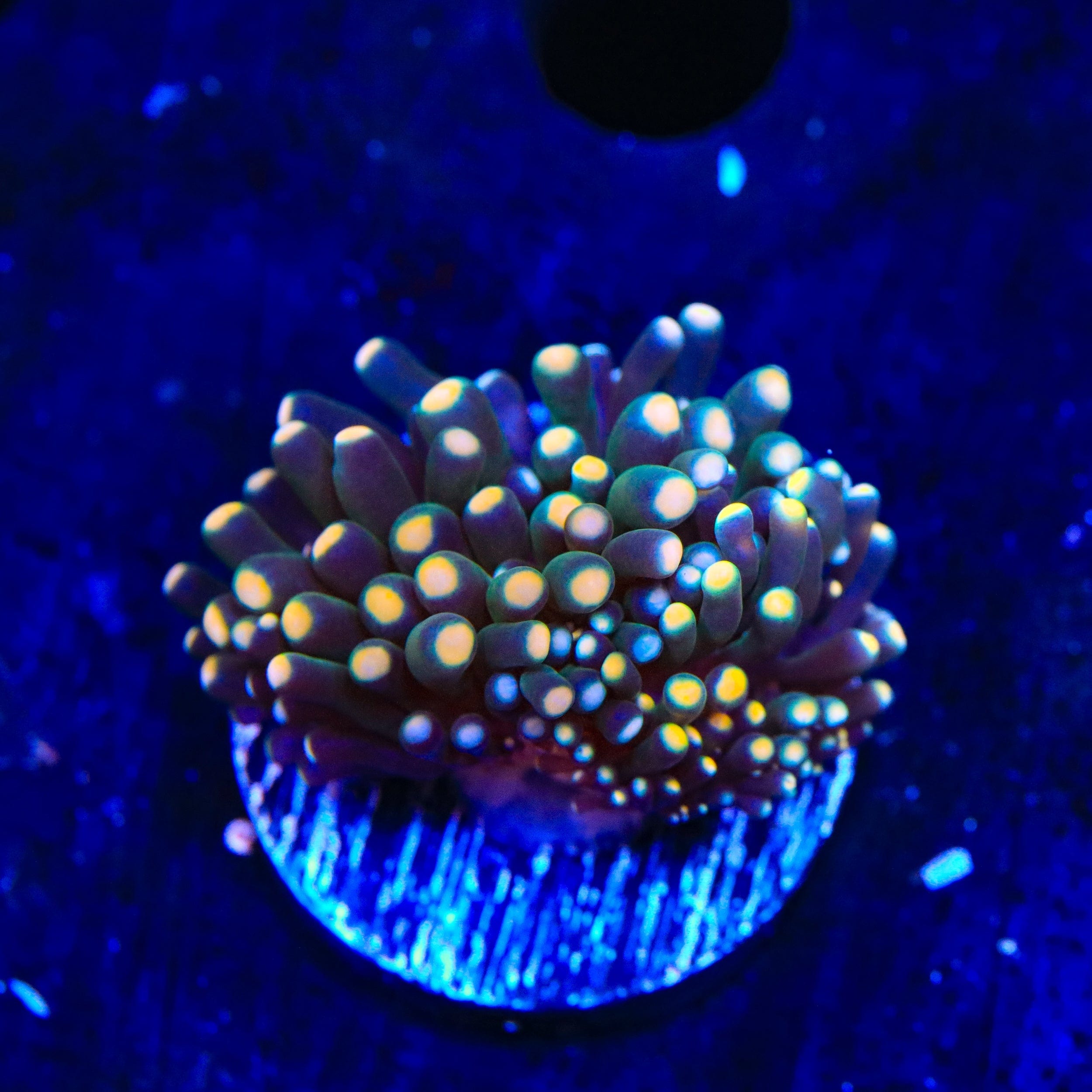 Frost Bite Cristata Coral for Saltwater Aquariums - Vibrant Live Coral for Reef Tanks & Marine Aquascaping