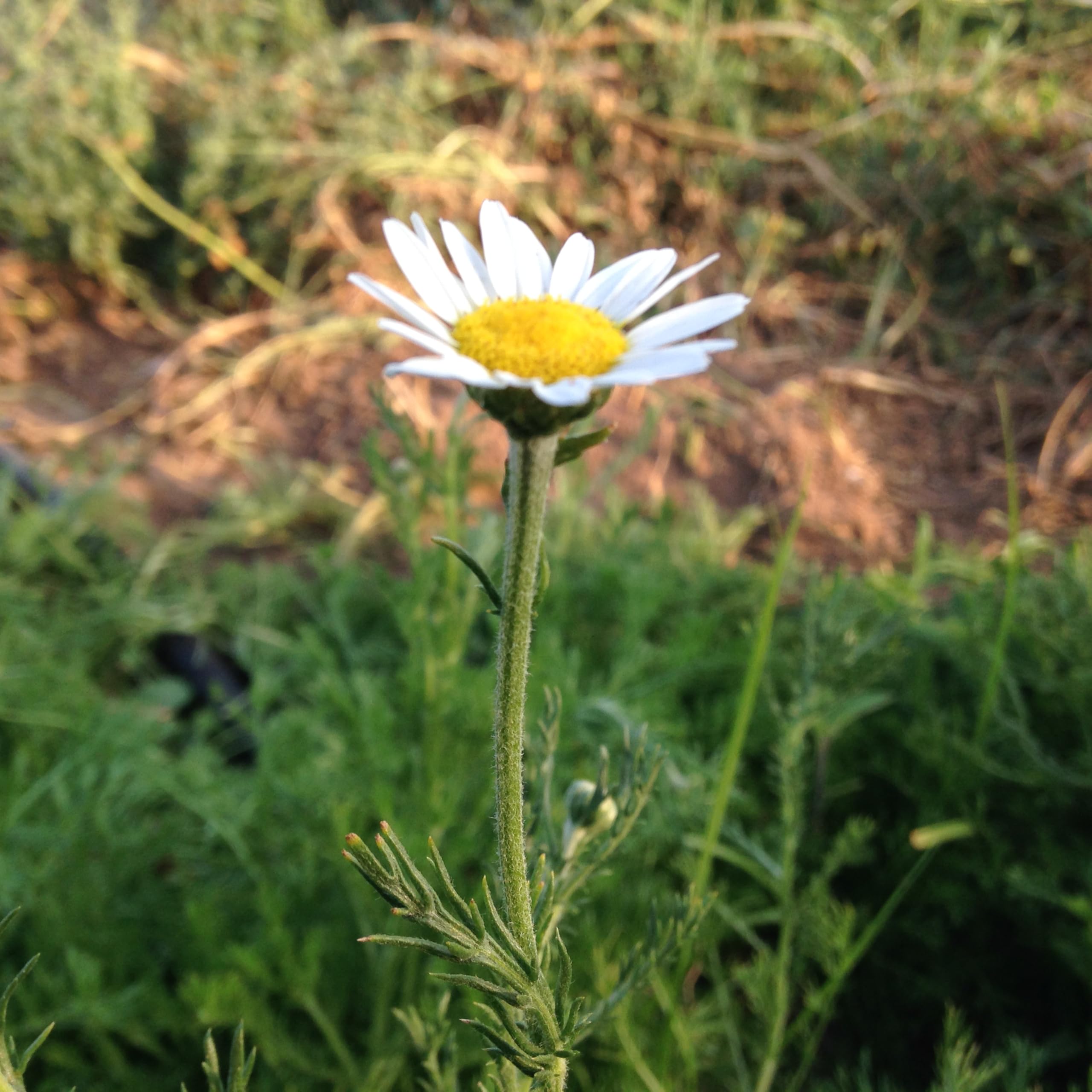 Organic Roman Chamomile Seeds - 1000 Heirloom Non-GMO Flower Seeds for Planting | Gardening Supplies for Herb Garden, Wildflower Meadow & Outdoor Planting | Perfect for Tea Making, Aromatherapy & Natural Remedies - Grown in USA