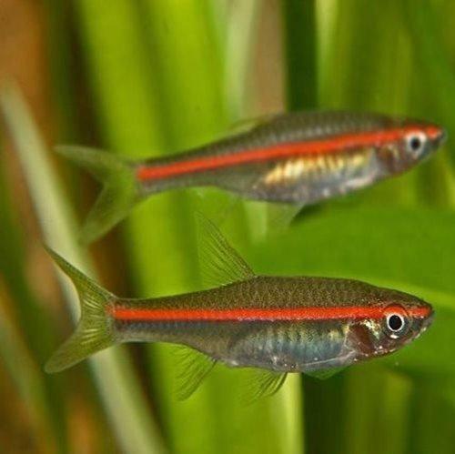 Red Lined Rasbora (Trigonopoma pauciperforatum) - Live Freshwater Aquarium Fish for Tropical Tanks | Perfect for Community Aquariums & Planted Tanks