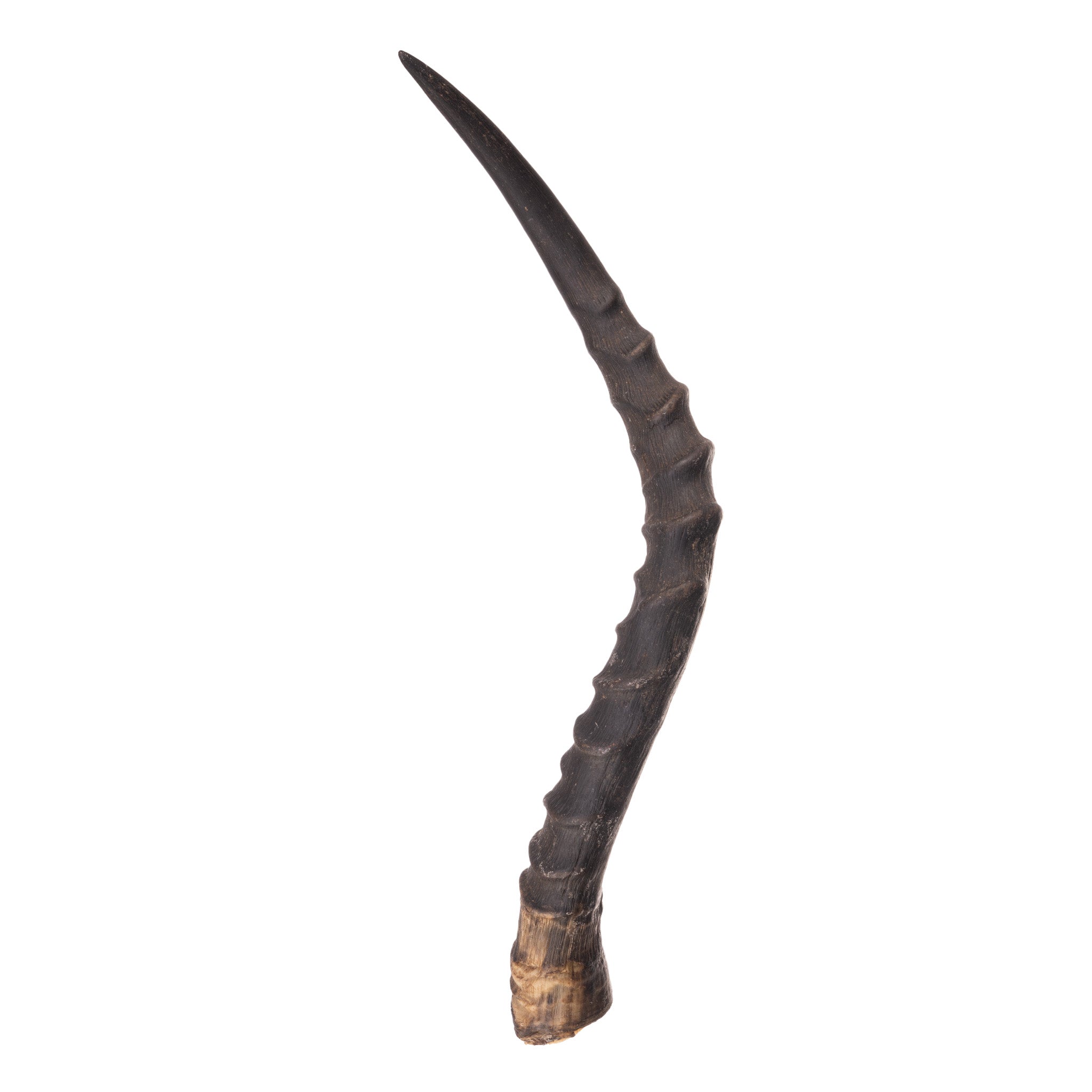 Authentic Impala Horn - Genuine African Antelope Horn for Home Decor, Crafts & Jewelry Making | Perfect for DIY Projects, Wall Art & Unique Gifts