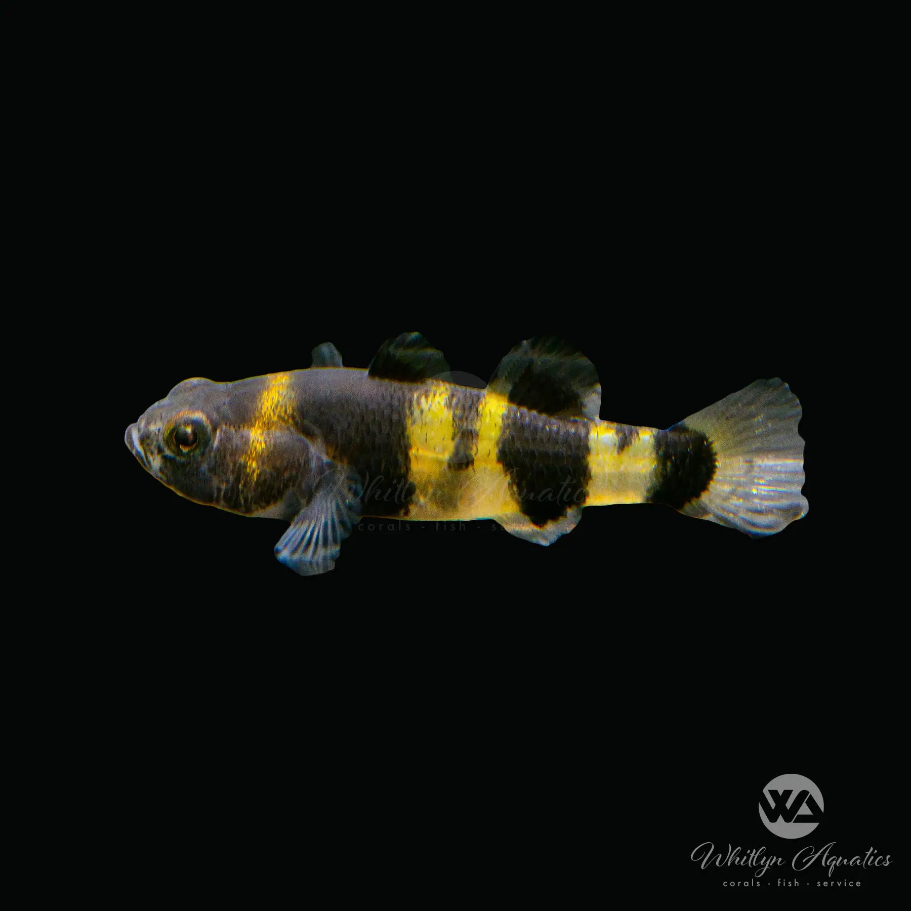 Bumblebee Goby (Brachygobius xanthomelas) - Live Freshwater Aquarium Fish for Nano Tanks & Community Aquariums - Perfect for Small Fish Tanks, Aquascaping, and Beginner Aquarists