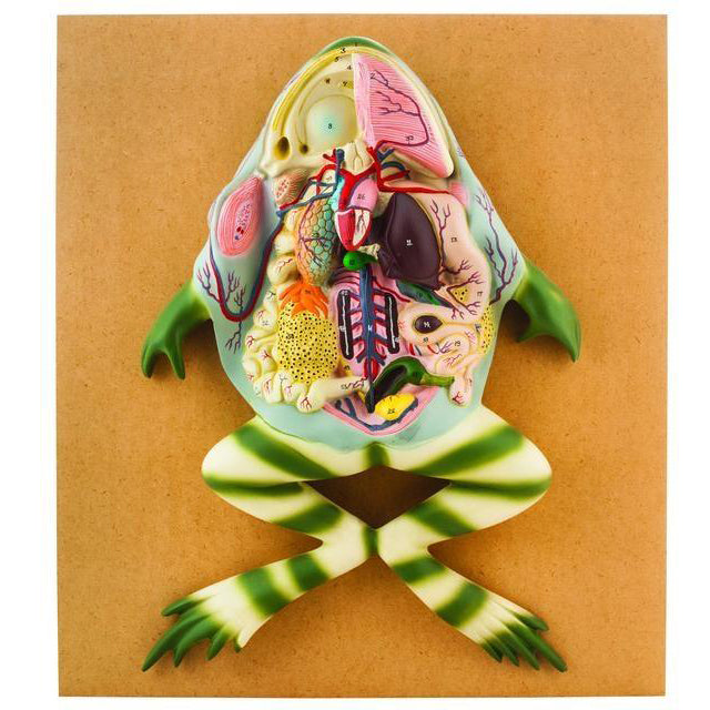 Premium Frog Dissection Model - Large Size 3D Anatomy Educational Tool for Biology Class & Homeschool Science Learning | Perfect for Students, Teachers & Medical Studies