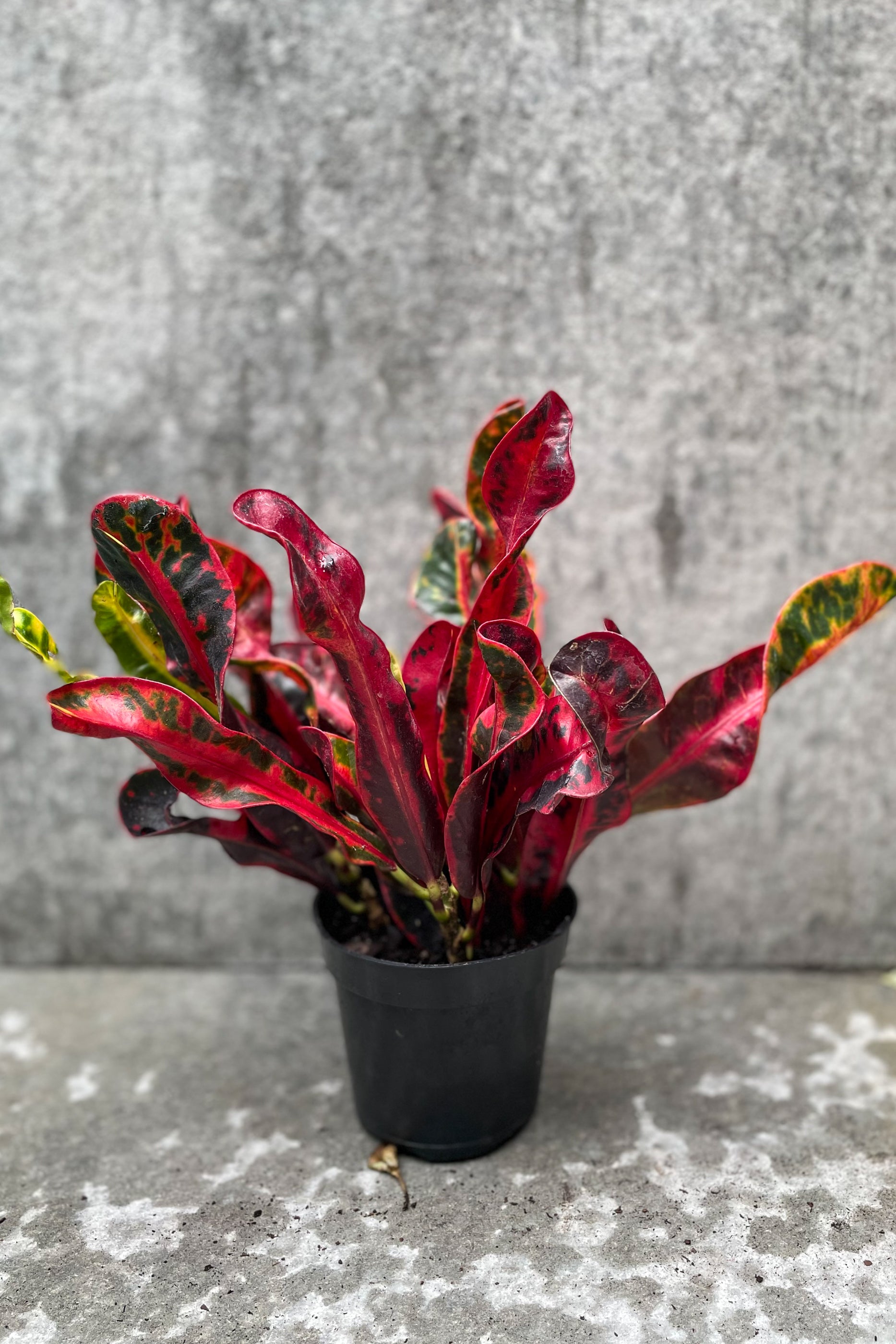 Buy Codiaeum Variegatum 'Mamey' Croton 4