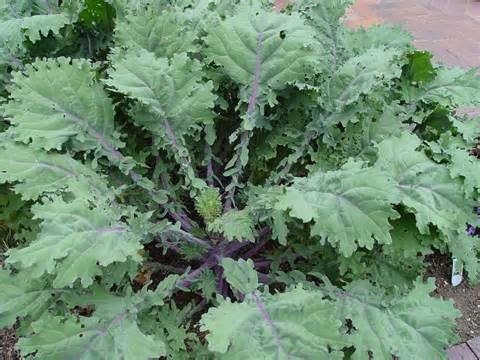 Bulk Organic Red Russian Kale Seeds (25 Lbs) - Non-GMO, Heirloom, High Germination Rate - Perfect for Home Gardening, Farmers Market & Healthy Eating