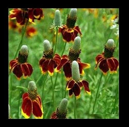 Ratibida Columnaris Mexican Hat Wildflower Seeds (100 Pack) - Native Drought-Tolerant Perennial for Gardens, Pollinators & Landscaping | Attracts Butterflies & Bees