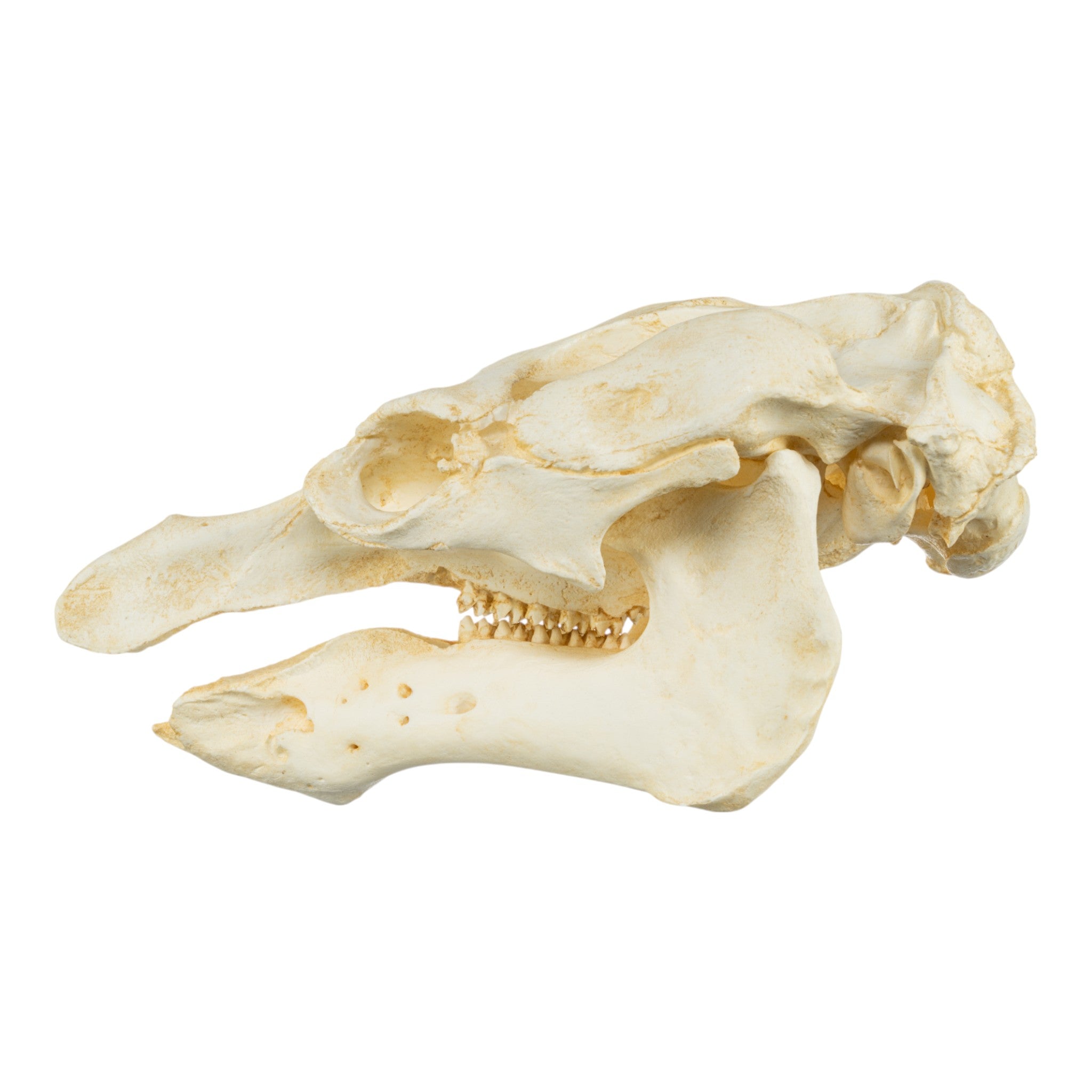 Authentic Replica Amazon Manatee Skull - Lifelike Manatee Skull Model for Home Decor, Educational Display & Halloween Props | Perfect for Science Classrooms, Gothic Decor & Themed Parties