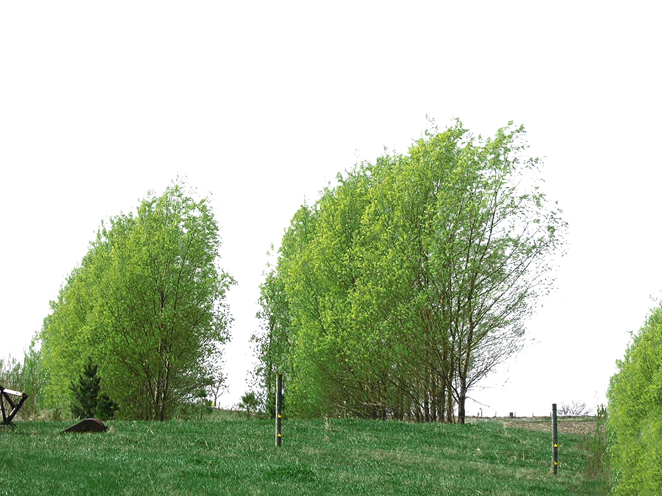 18 Rooted Hybrid Willow Trees for Planting - Fast Growing Privacy & Shade Trees - Indoor/Outdoor Live Plants for Garden, Yard, and Landscaping