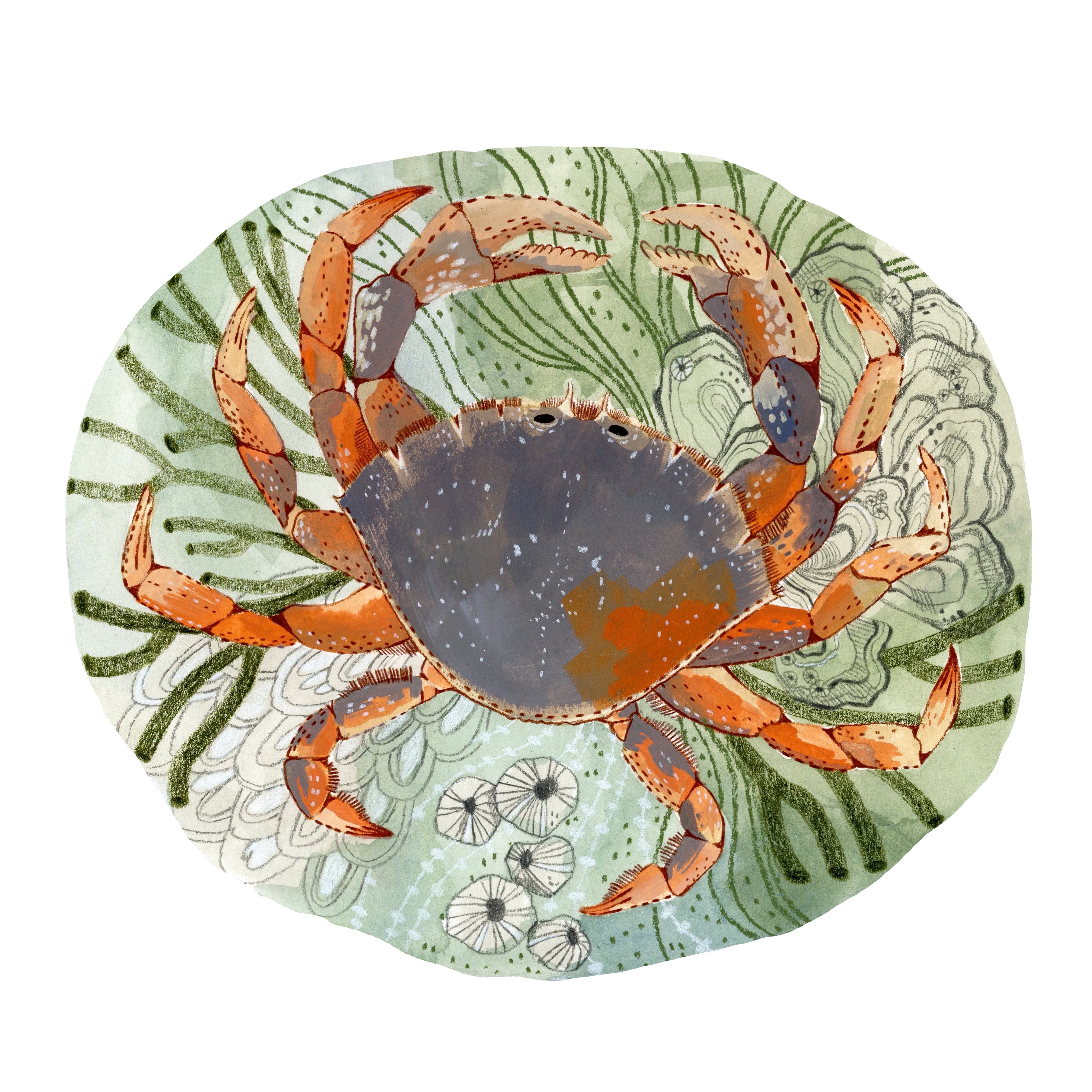 Tide Pool Crab Print - Unique Coastal Wall Art for Beach House Decor, Ocean Themed Living Room & Bathroom