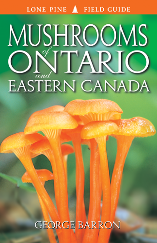 Premium Lone Pine Mushrooms from Ontario & Eastern Canada – Wild Harvested, Organic & Fresh – Perfect for Gourmet Cooking, Soups & Health Supplements