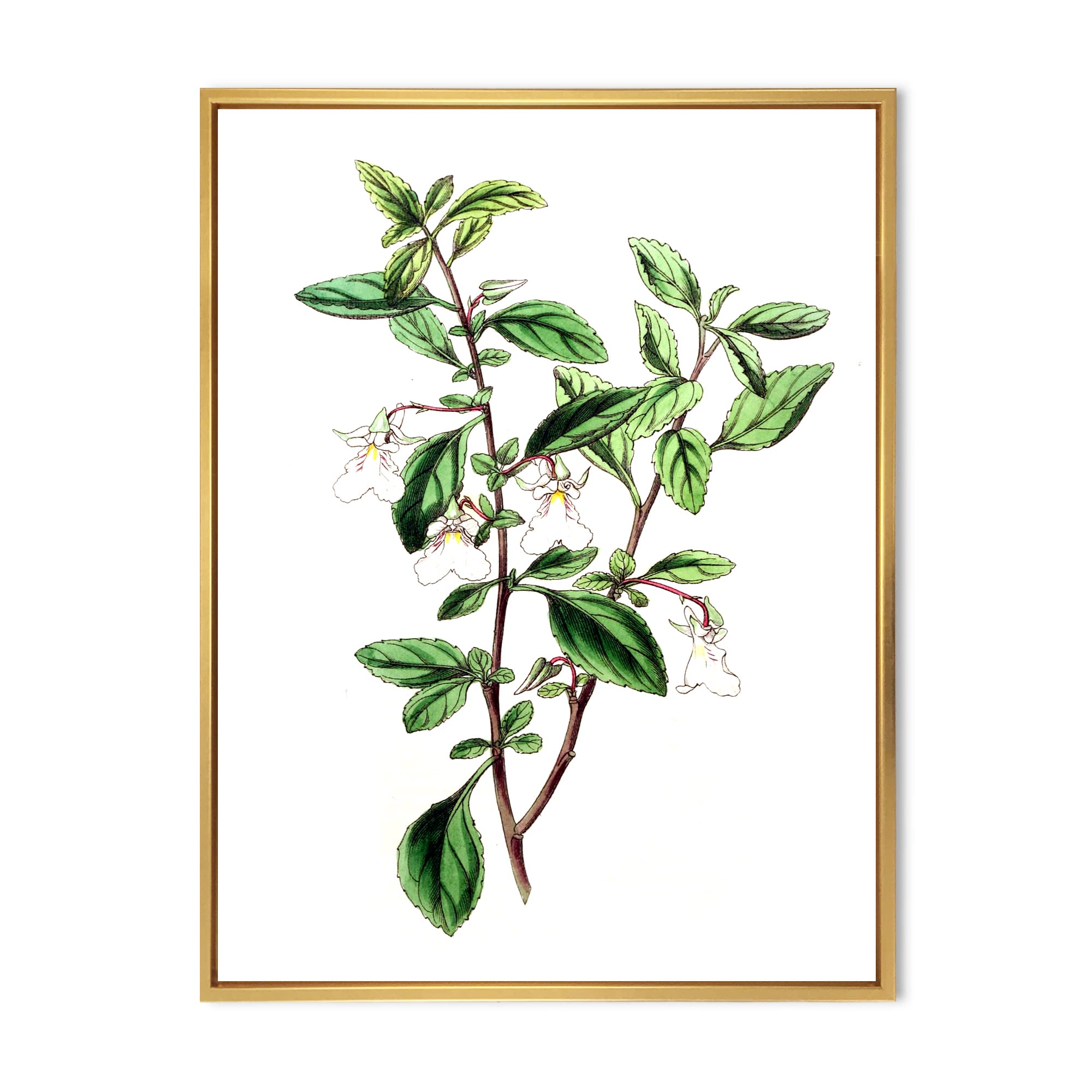 Vintage Green Leaves Plants VII - Traditional Framed Canvas Wall Art Print for Home & Office Decor | Nature-Inspired Botanical Painting | Ready to Hang Living Room Bedroom Wall Decor