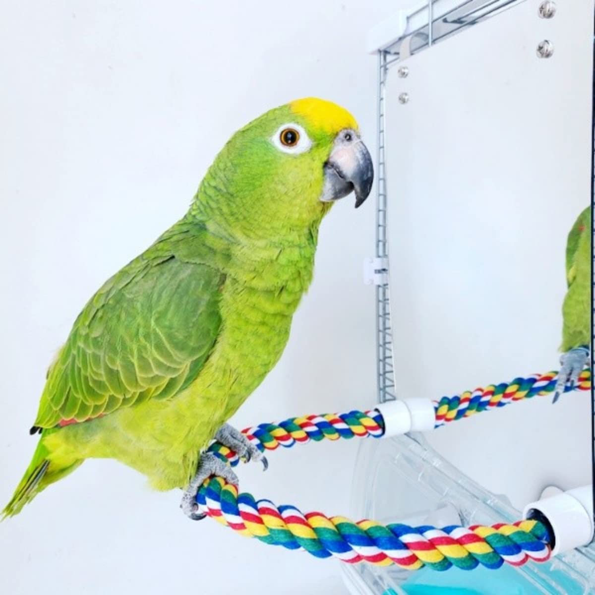 Stainless Steel & Acrylic Bird Mirror with Colorful Cotton Rope Perch for Finches, Cockatiels, Parrots, Conures, Lovebirds, Canaries - Perfect for Bird Cages, Aviaries & Play Gyms