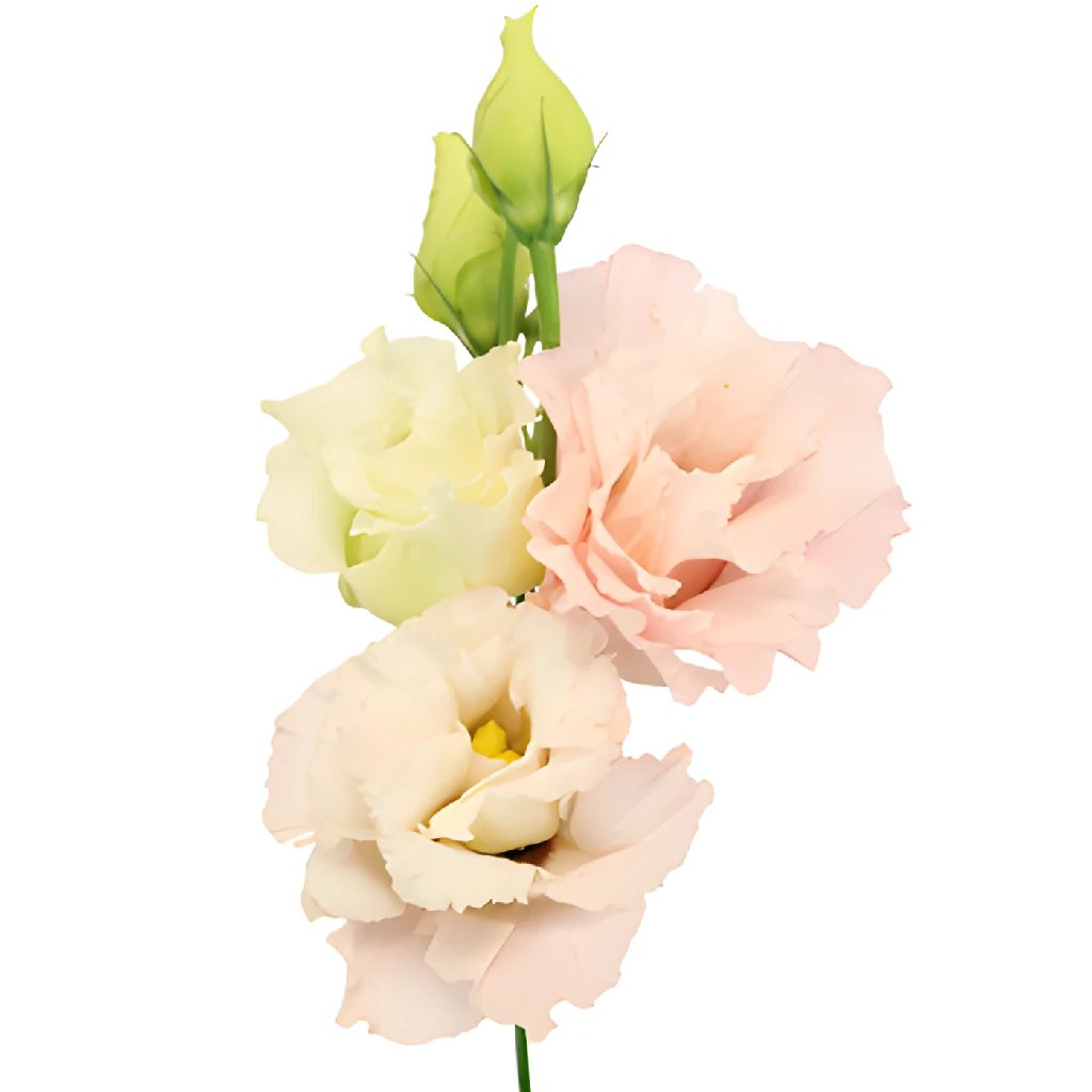 Premium Bulk Blush Lisianthus Flowers for Wedding Bouquets, Floral Arrangements & Home Decor - Wholesale Fresh Cut Flowers for DIY Crafts & Event Decorations