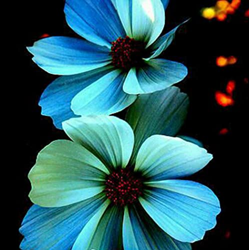 Flower 2