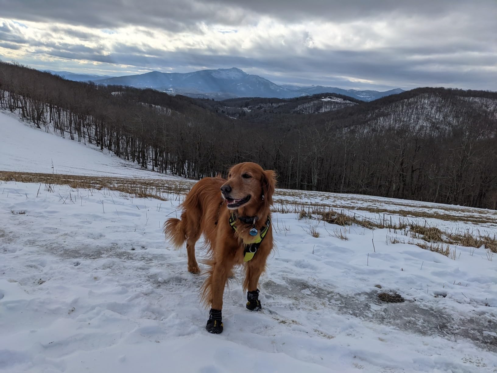 Expawlorer Waterproof Dog Boots for Large Dogs - Anti-Slip Rugged Sole Winter Paw Protectors for Snow, Rain & Hot Pavement - Ideal for Hiking, Walking & Outdoor Adventures (Black)