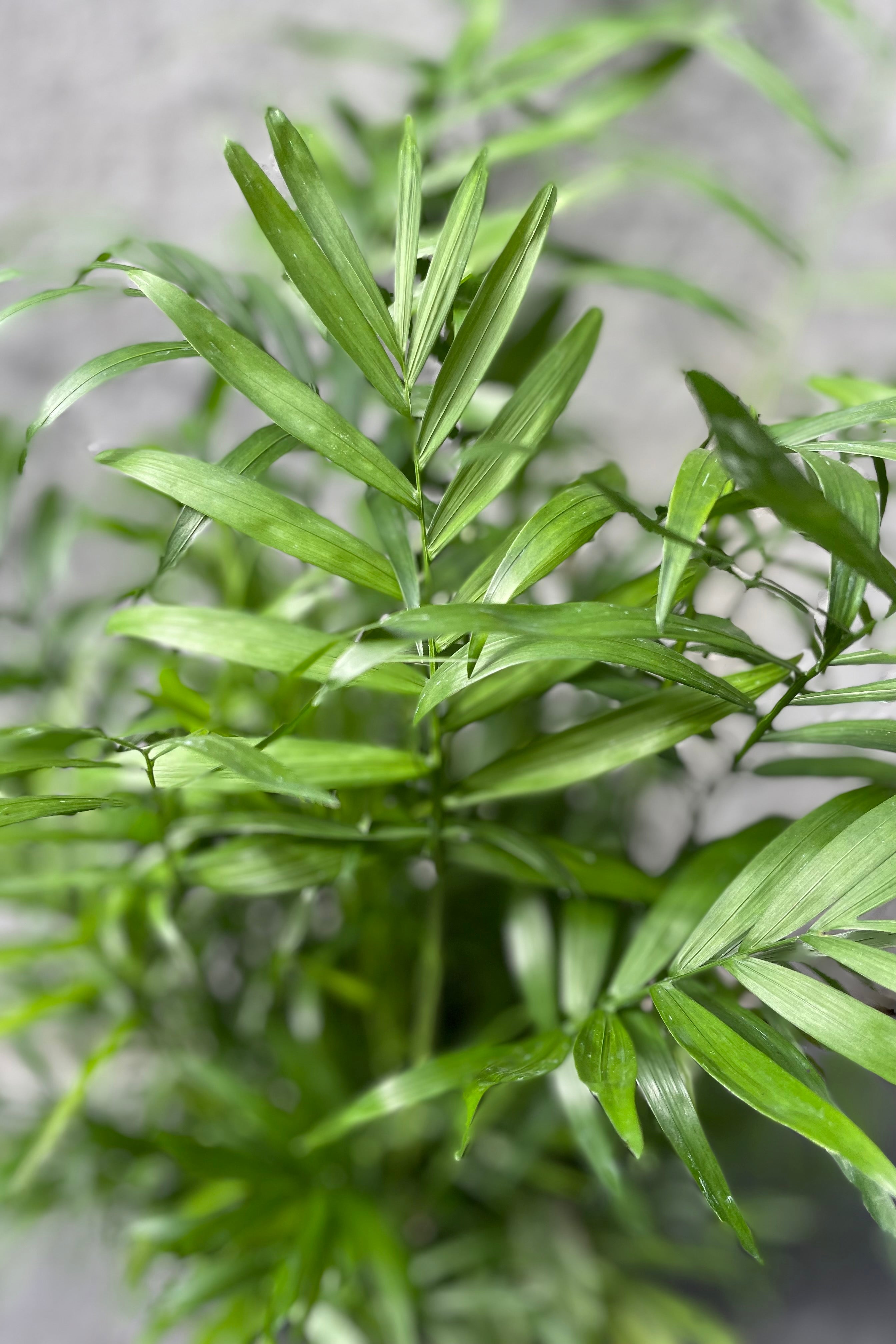 Chamaedorea Elegans Neanthe Bella Palm - 6 Inch Indoor House Plant for Home & Office Decor | Perfect for Living Room, Bedroom, or Desk