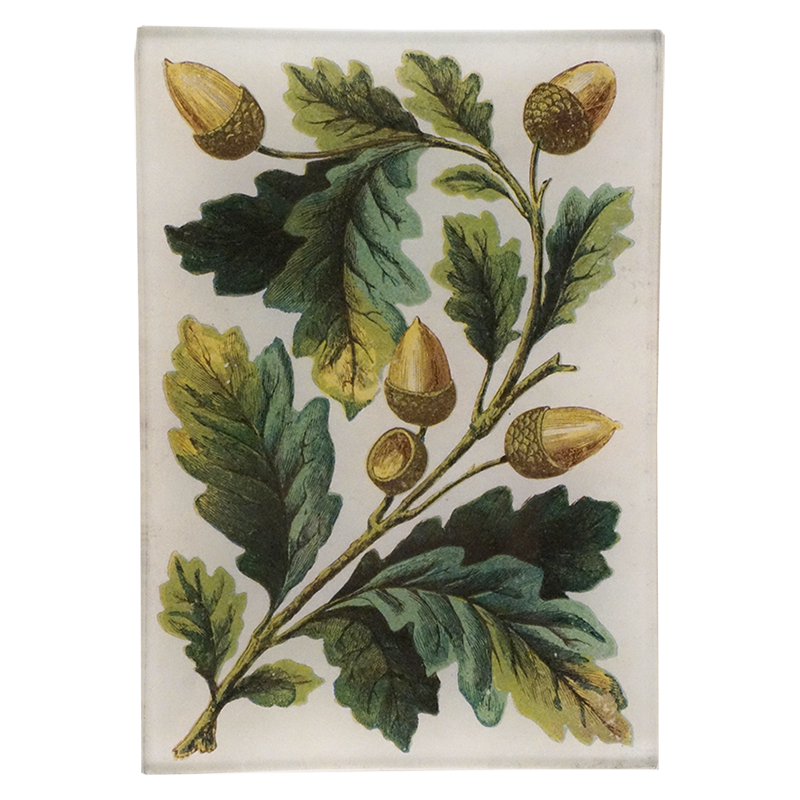 Premium Acorn Bunch Decor - Natural Fall Harvest Decoration for Home, Thanksgiving & Christmas Centerpieces | Perfect for Table Decor, Mantel Displays & Seasonal Crafts