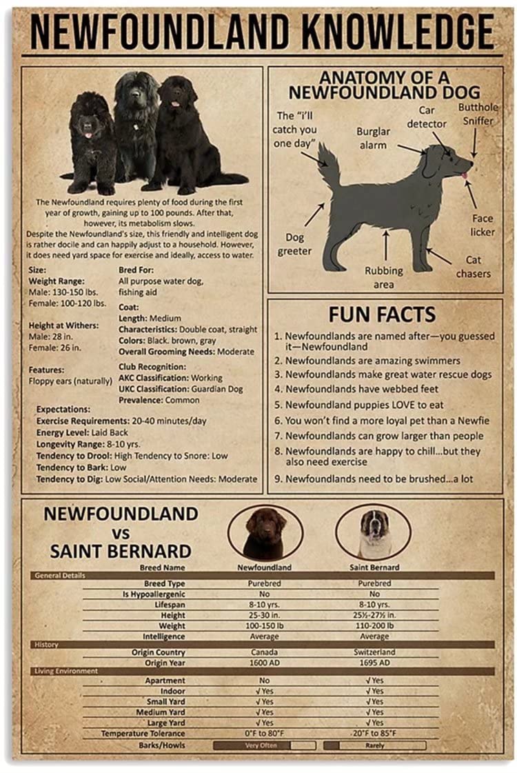 Newfoundland Dog Knowledge Reference Chart - Vintage Canvas Wall Art Print 8x12 Inch, Frameless Home Decor for Living Room & Bedroom | Perfect Gift for Dog Lovers & Pet Owners
