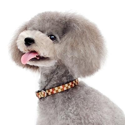 Stylish Brown Contempo Checker Collar for Dogs - Perfect for Daily Walks & Outdoor Adventures
