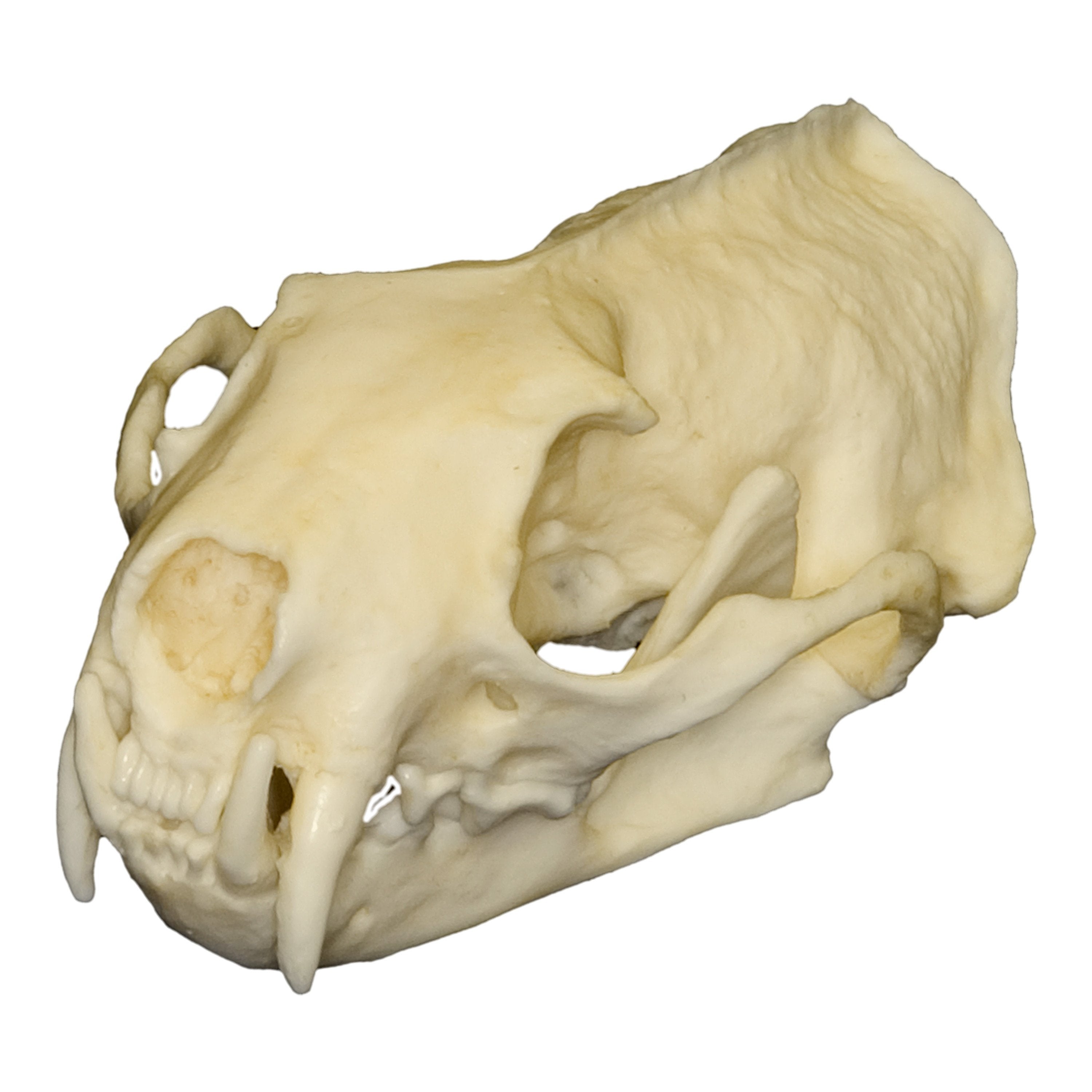 Authentic Replica Black-Footed Ferret Skull - High-Quality Animal Skull Model for Science Education, Taxidermy & Home Decor | Perfect for Biology Classrooms, Nature Displays & Gothic Collections
