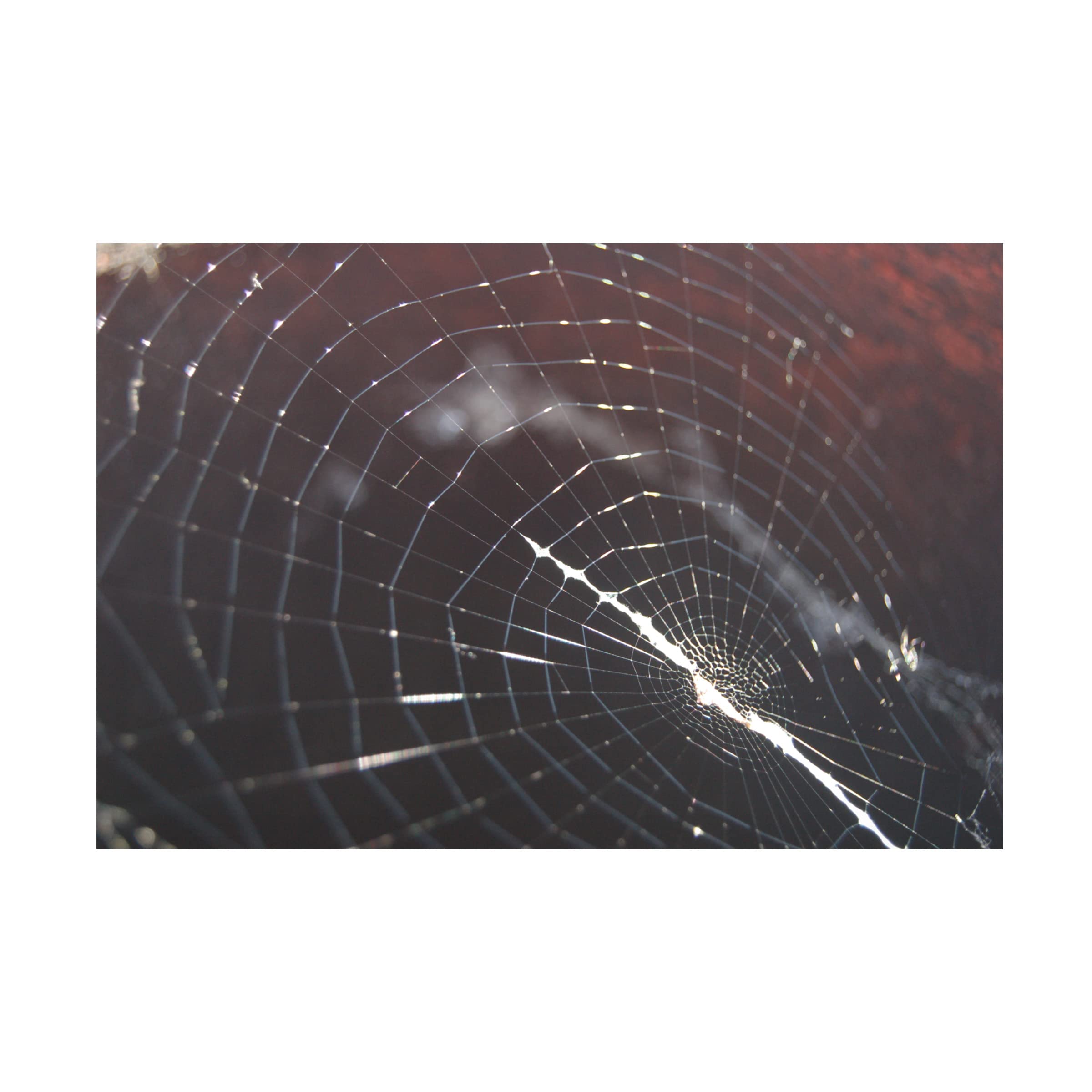 Trademark Fine Art 'Web' Canvas Wall Art by Katie - Modern Abstract Painting for Living Room, Bedroom & Office Decor