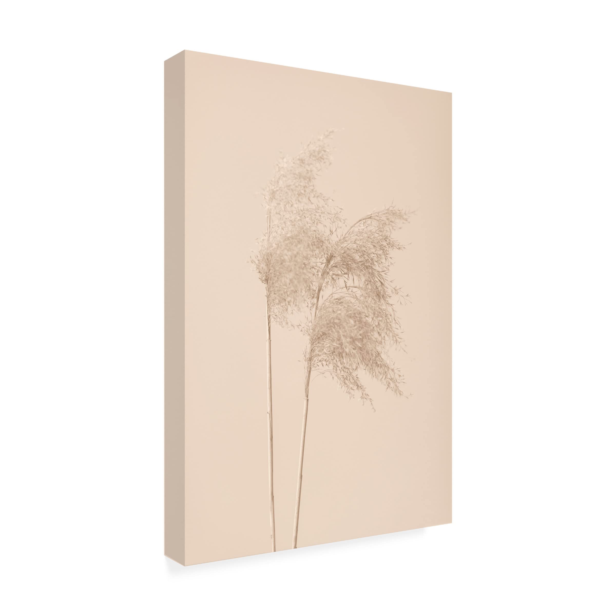 Trademark Fine Art 'Reed Grass Beige 02' Canvas Wall Art Print by 1x Studio III - Modern Nature Decor for Living Room, Bedroom & Office