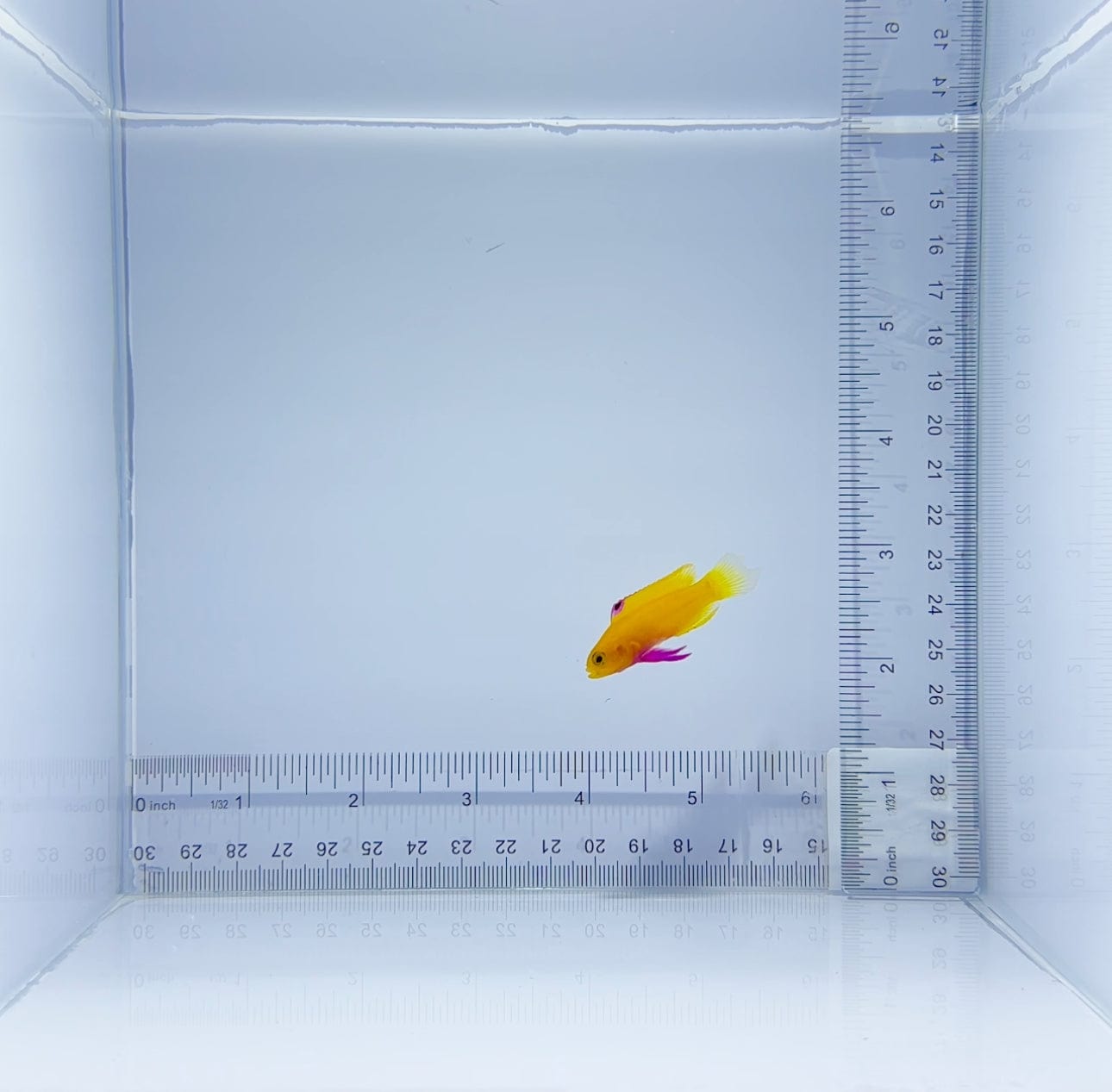 Captive Bred Dejongi Basslet Fish - Rare Saltwater Aquarium Fish for Reef Tanks & Marine Aquariums