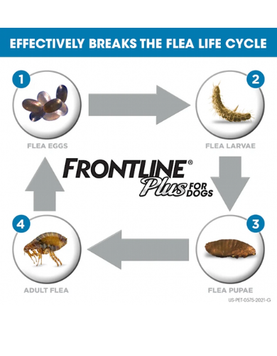 Frontline Plus Flea & Tick Treatment for Medium Dogs 10.1-20kg (2 Sizes) - Fast-Acting Protection for Dogs 25-45 lbs | Home & Outdoor Use