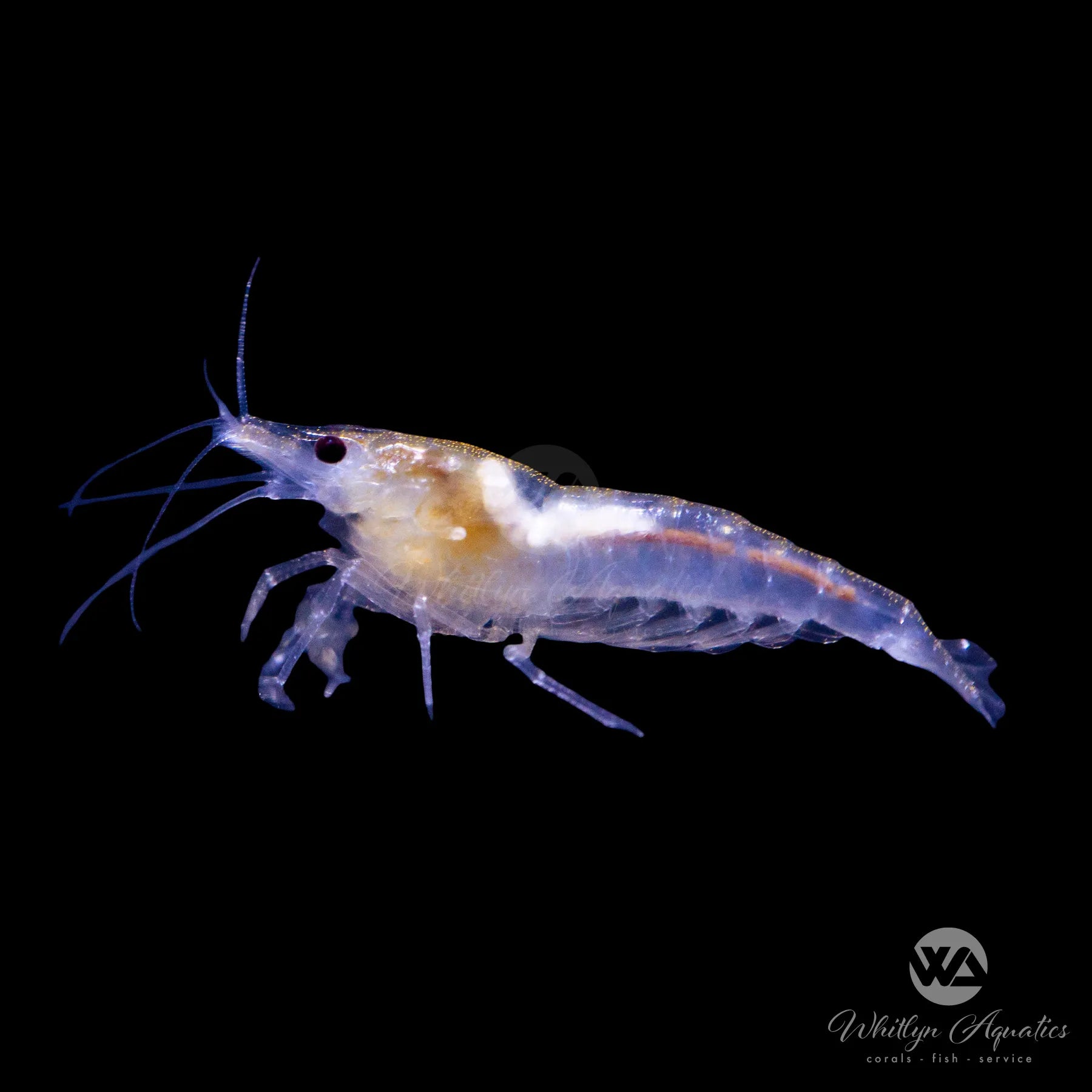Premium Snowball Shrimp (Neocaridina davidi) - Live Freshwater Aquarium Shrimp for Nano Tanks, Planted Aquariums & Shrimp Breeding - Easy to Care, Hardy & Peaceful