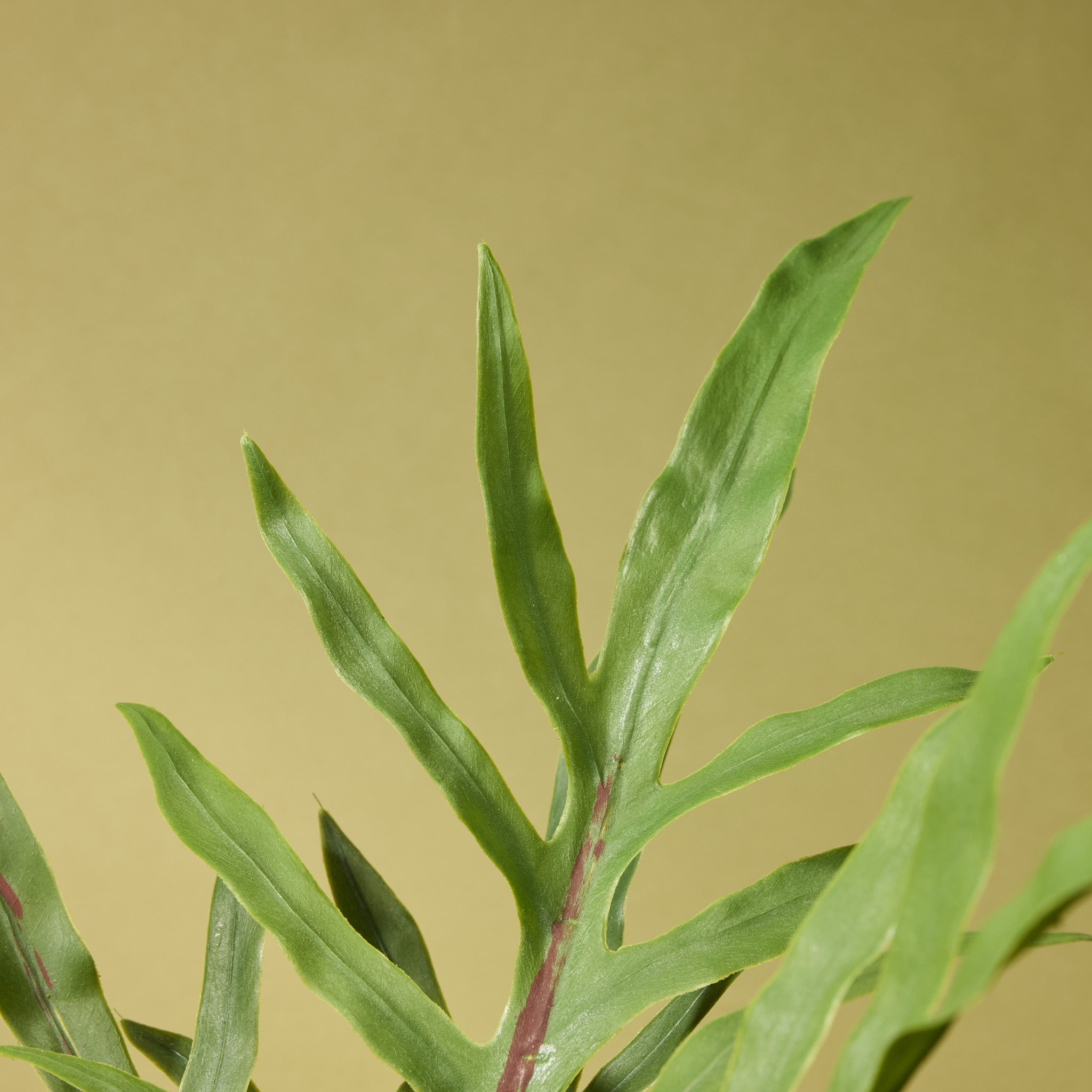 Artificial Blue Star Fern Plant in Pot - 18 Inch Tall Realistic Fake Fern for Home Decor, Office, Living Room, Bedroom - Low Maintenance Indoor Greenery