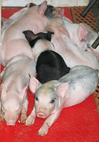 KANE Baby Pig Heat Mat - 36