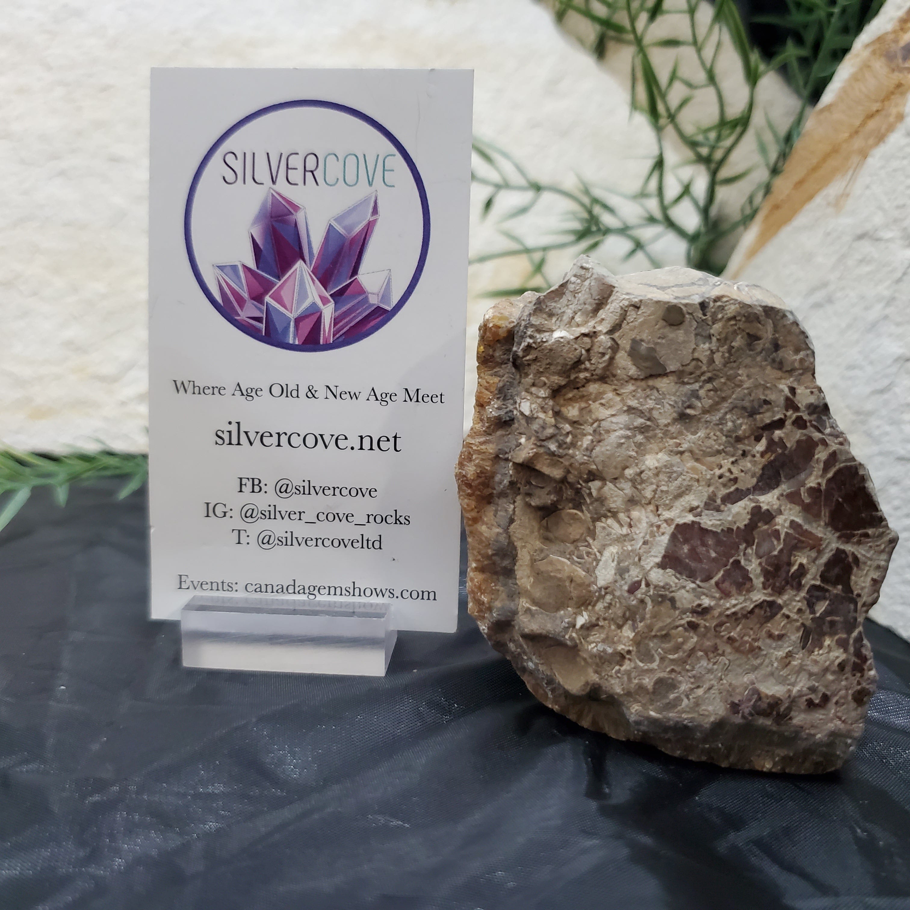 Authentic Baculite Fossil - 7 Inch Straight Ammonite Specimen for Collectors, Home Decor & Educational Use - Perfect for Display, Gifts & Paleontology Enthusiasts