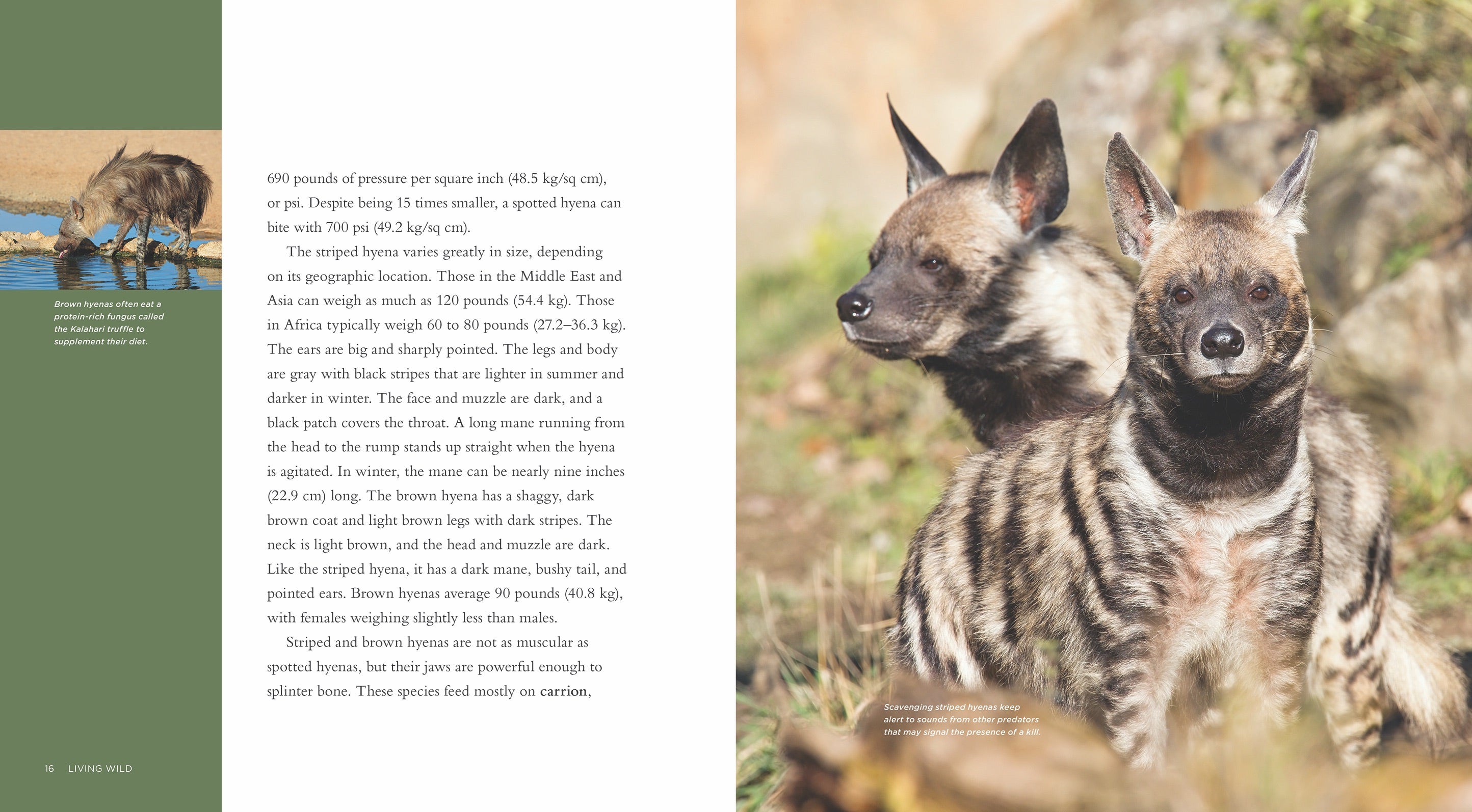 Hyenas Book - ISBN 9781608189588 | Wildlife & Nature Guide for Animal Lovers & Researchers