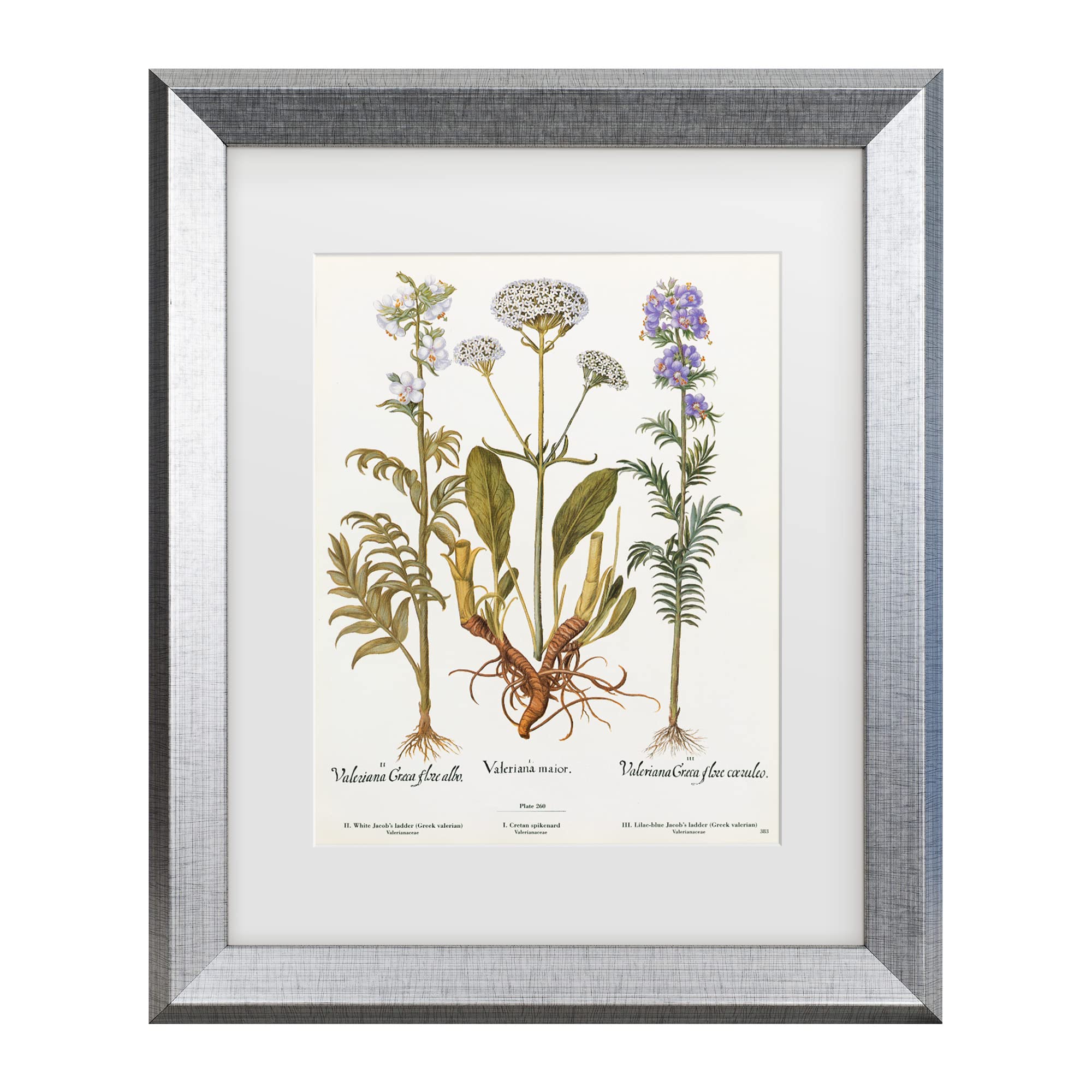 Trademark Fine Art 'Valeriana' Canvas Wall Art Print - Elegant Floral Home Decor for Living Room, Bedroom & Office | Premium Licensed Artwork by Art Licensing Studio