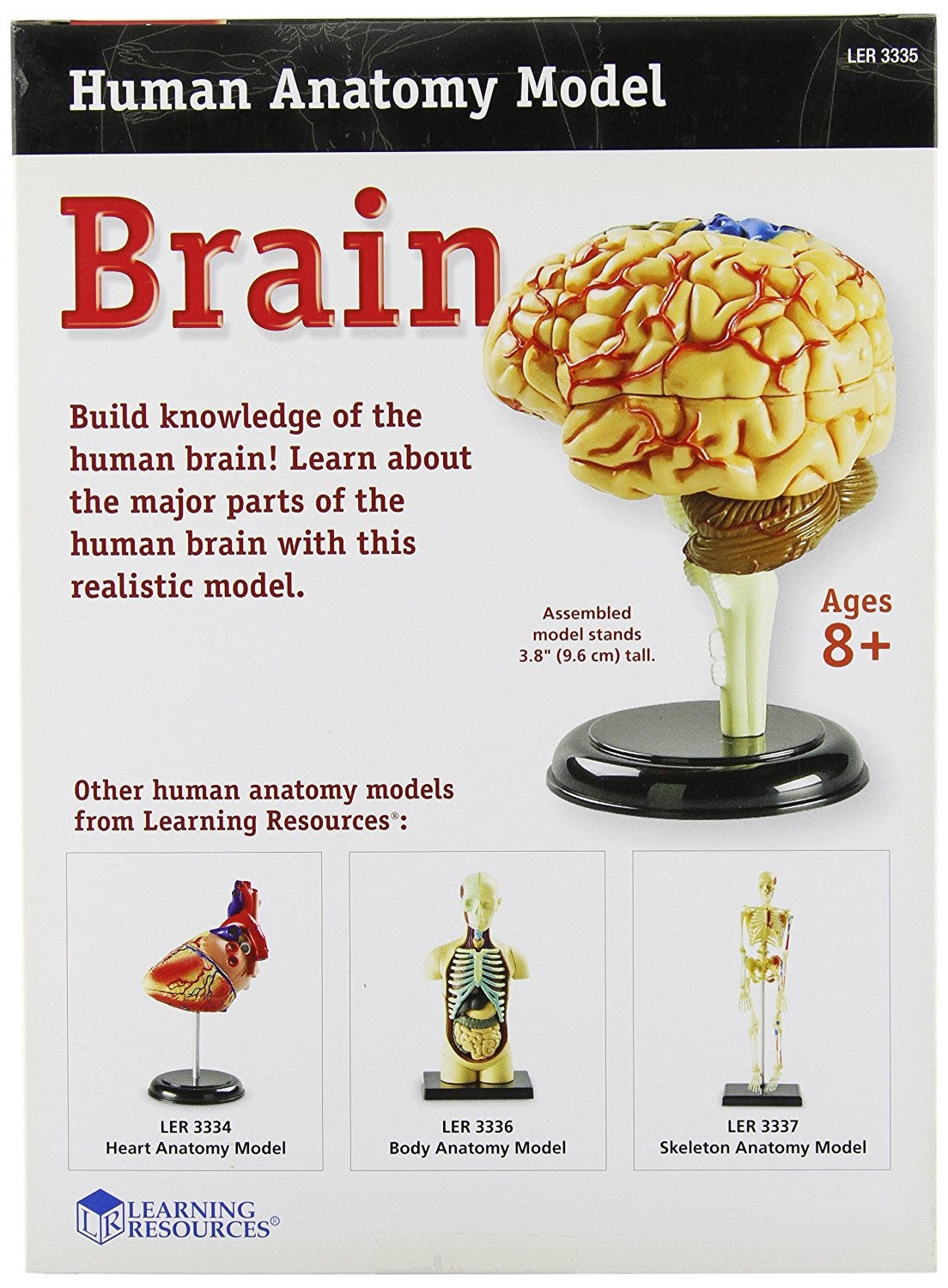 Human Brain Anatomy Model - Detailed 3D Educational Tool for Medical Students & Science Enthusiasts | Perfect for Classroom, Lab & Home Study
