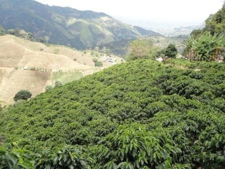 Premium Raw Unroasted Arabica Green Coffee Beans from Farm La Compañia - 10 lb Bulk for Home Roasting, Cold Brew & Specialty Coffee Making - Perfect for Coffee Enthusiasts & Small Businesses