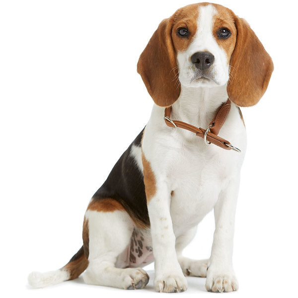 HUNTER Elk Round & Soft Training Collar for Dogs - Comfortable & Durable Pet Training Collar for Hunting, Hiking & Outdoor Adventures