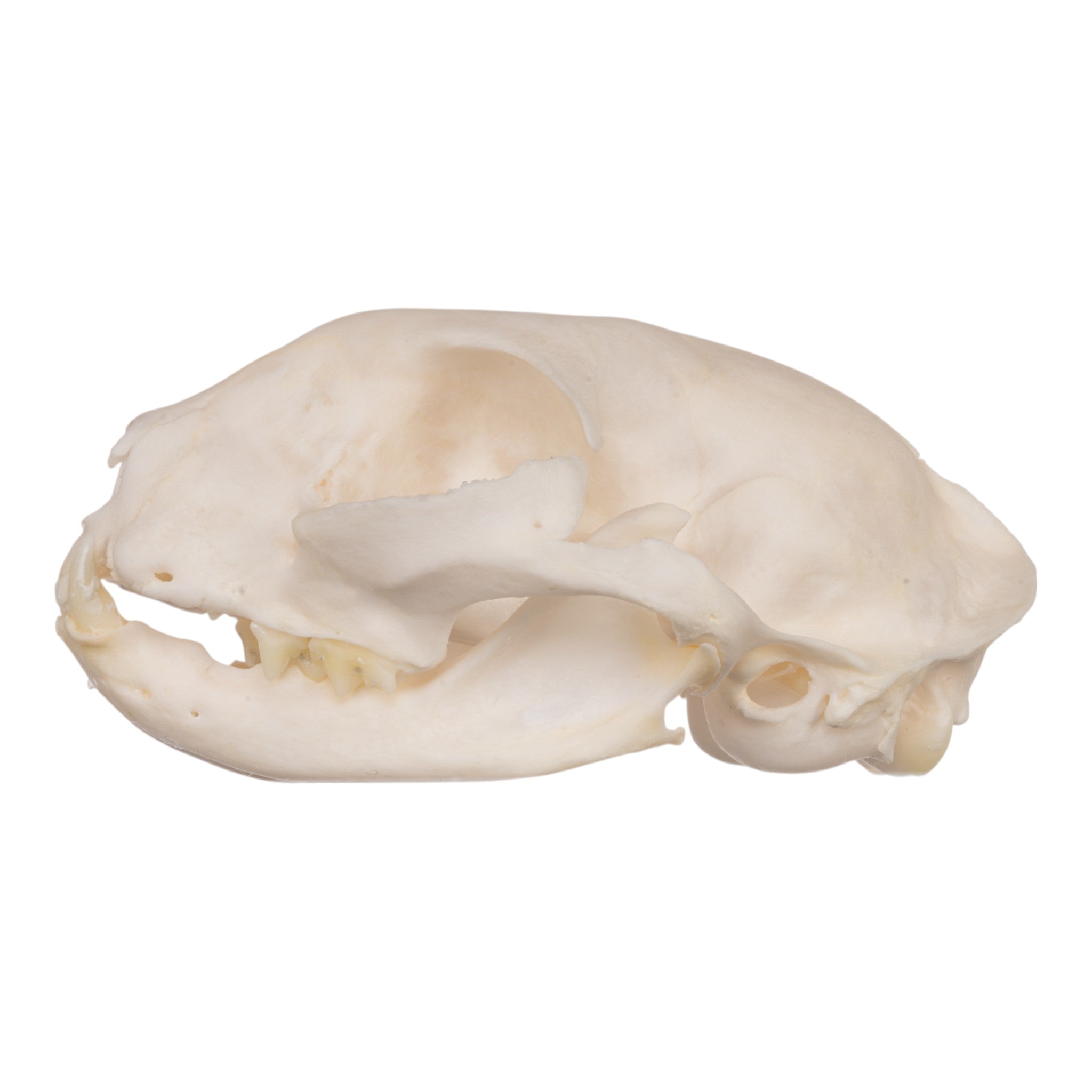 Authentic Domestic Cat Skull Specimen for Veterinary Study & Dental Anatomy Education - Perfect for Veterinary Students, Taxidermy Collectors, and Halloween Decor