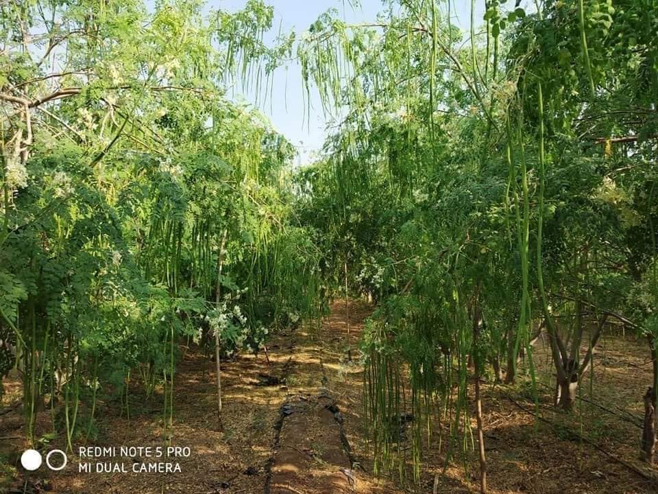 100+ Organic Moringa Seeds for Planting - Grow Your Own Moringa Leaves, Powder, Pods & Flowers | Non-GMO, Heirloom Quality | Perfect for Home Gardening, Superfood Cultivation & Natural Remedies