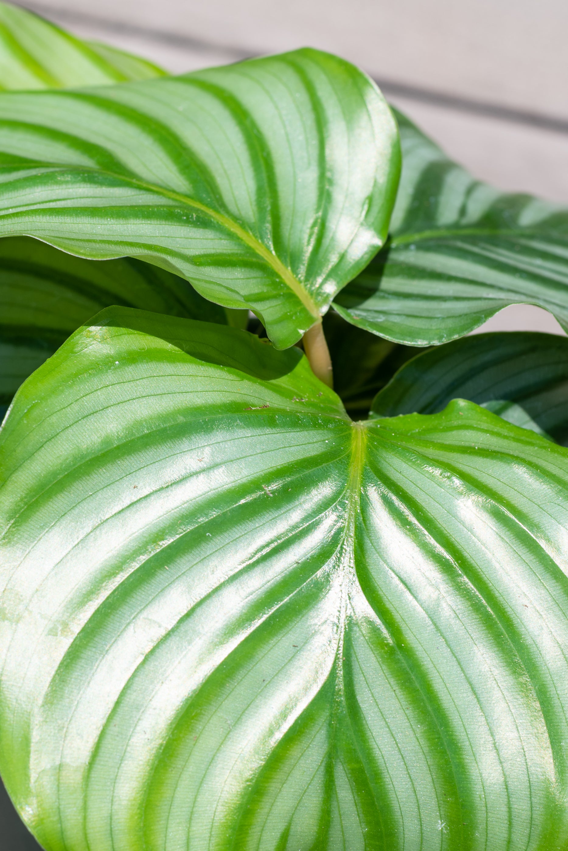 Calathea Orbifolia Prayer Plant - 6 Inch Indoor Houseplant for Home & Office Decor | Perfect for Low Light Spaces, Air Purifying, and Gift Giving